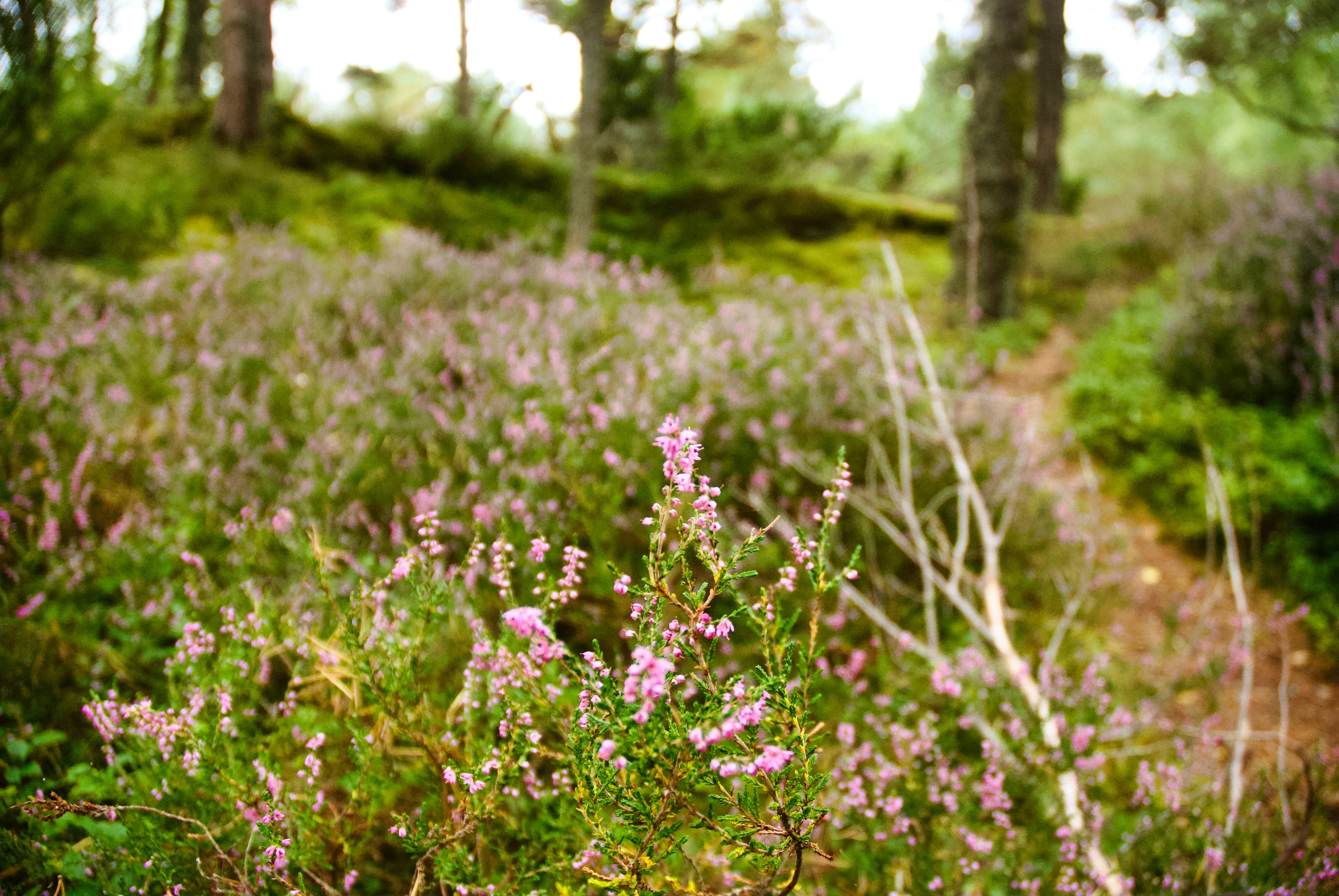 Photo by paws_and_prints