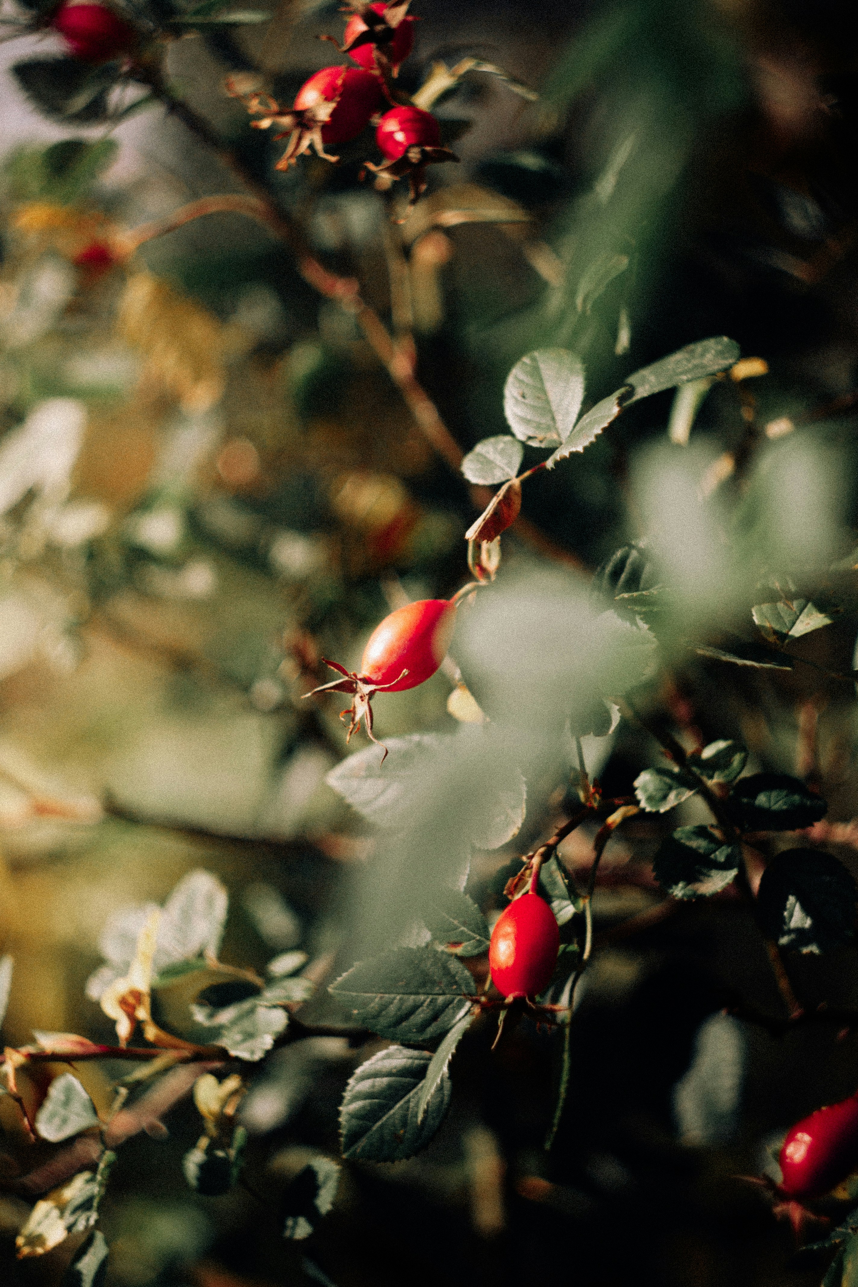 Photo by impermanent