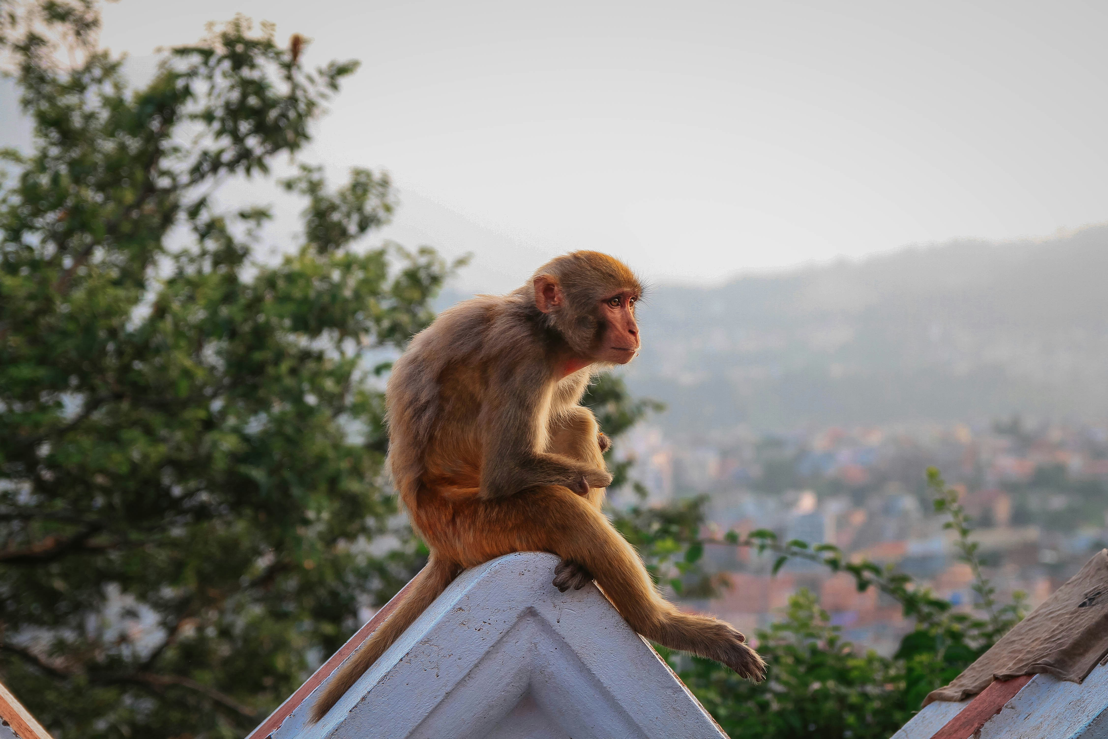 Monkey sitting on a rooftop overlooking a city.