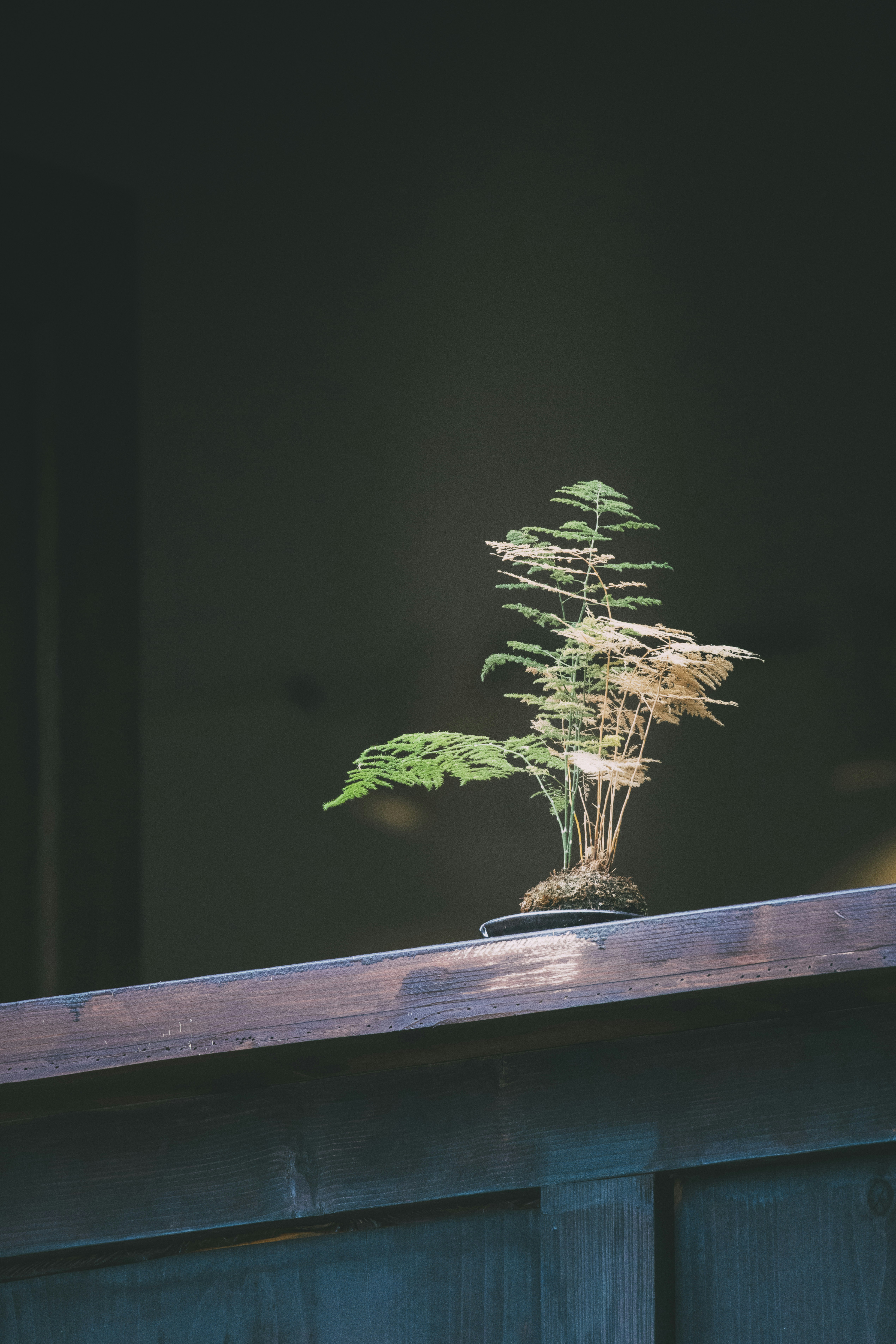 A small bonsai tree sits on a wooden railing.
