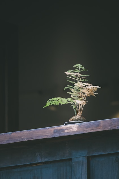Bonsai fuer anfaenger der perfekte erste baum und seine pflege — step-by-step visual example