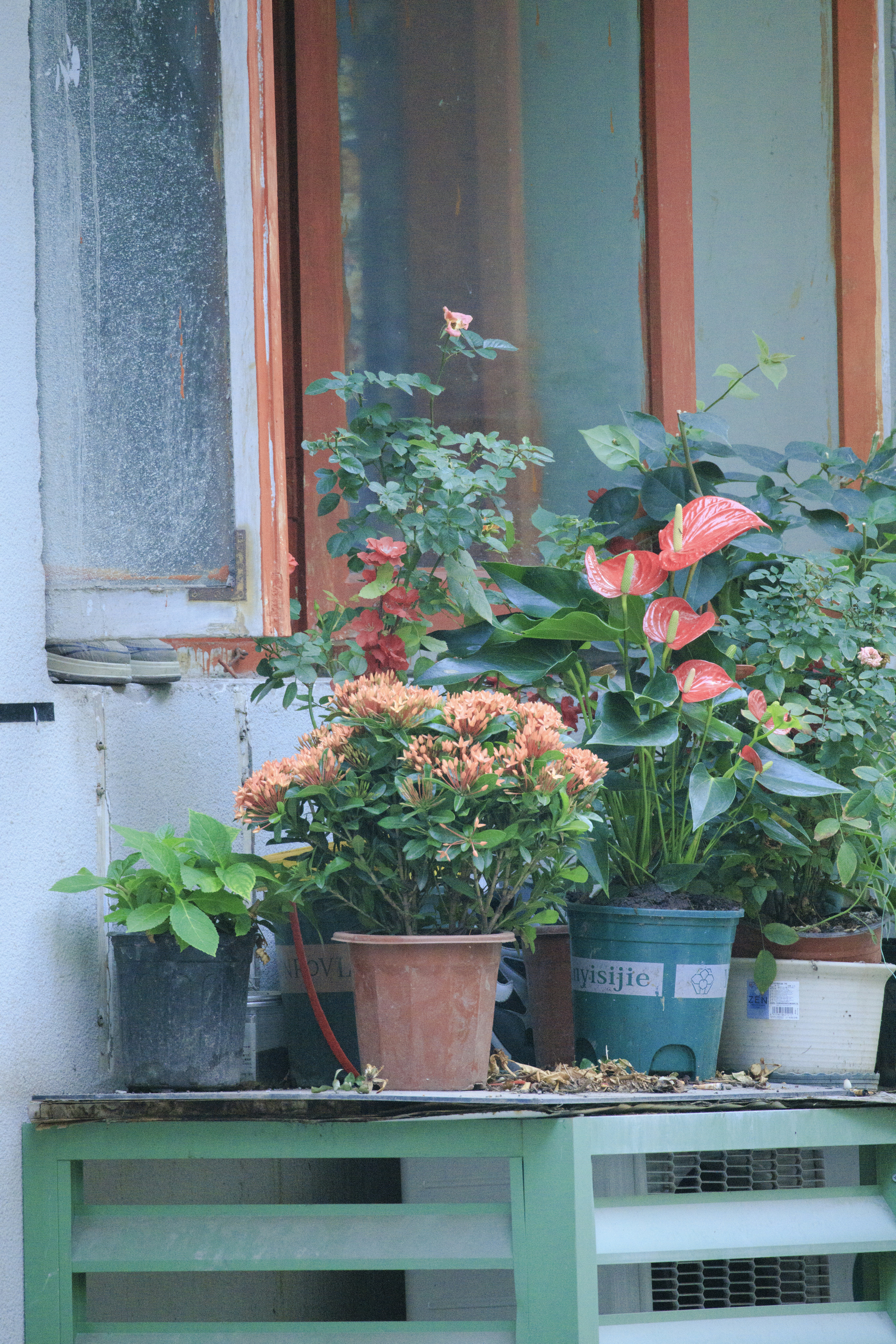 Potted plants with orange flowers by a window