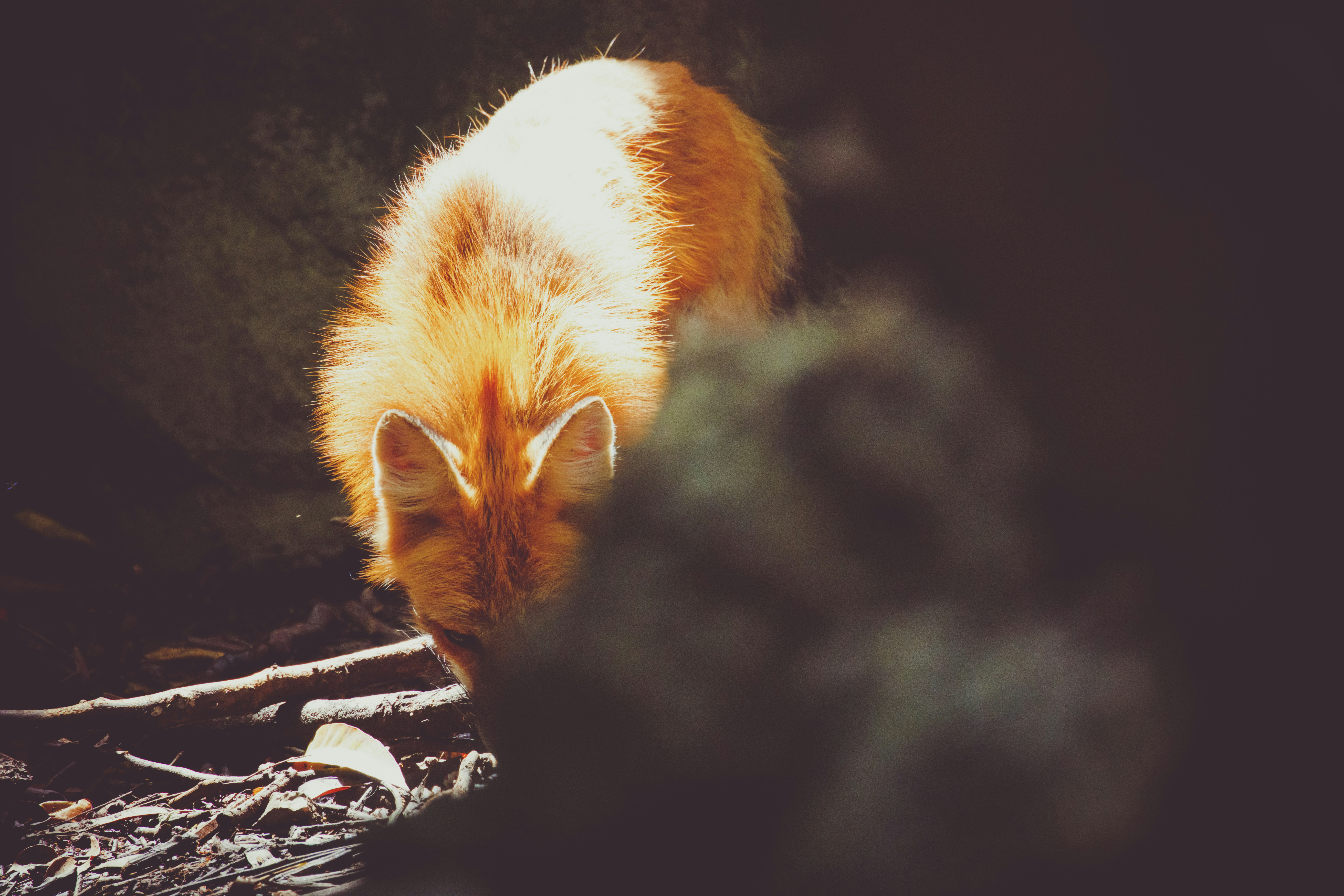 A fluffy orange fox peeking through dark foliage.