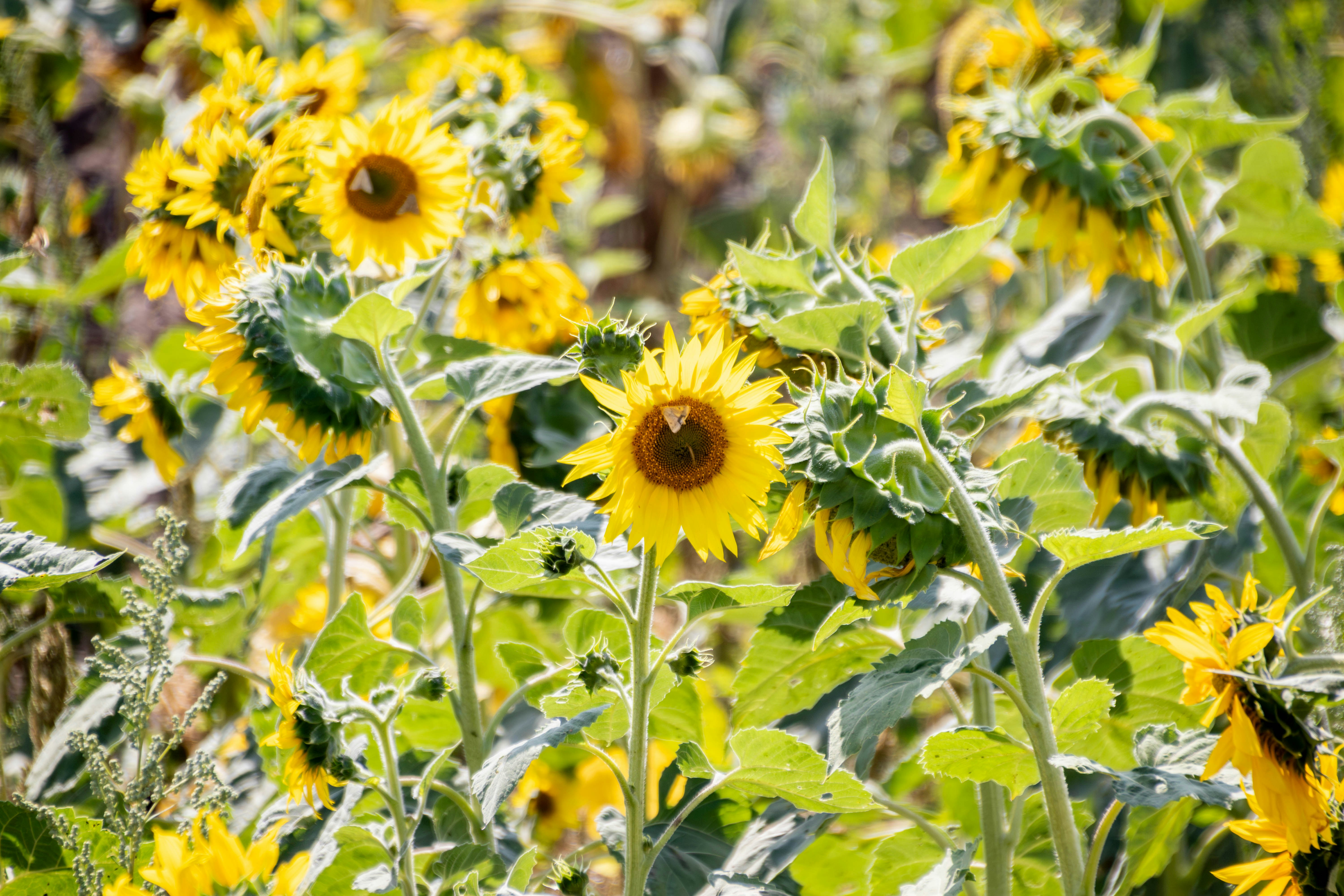 Rustic Sunflower Charm