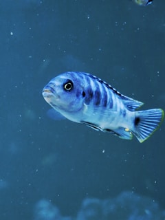 A vibrant blue fish swims in dark water.