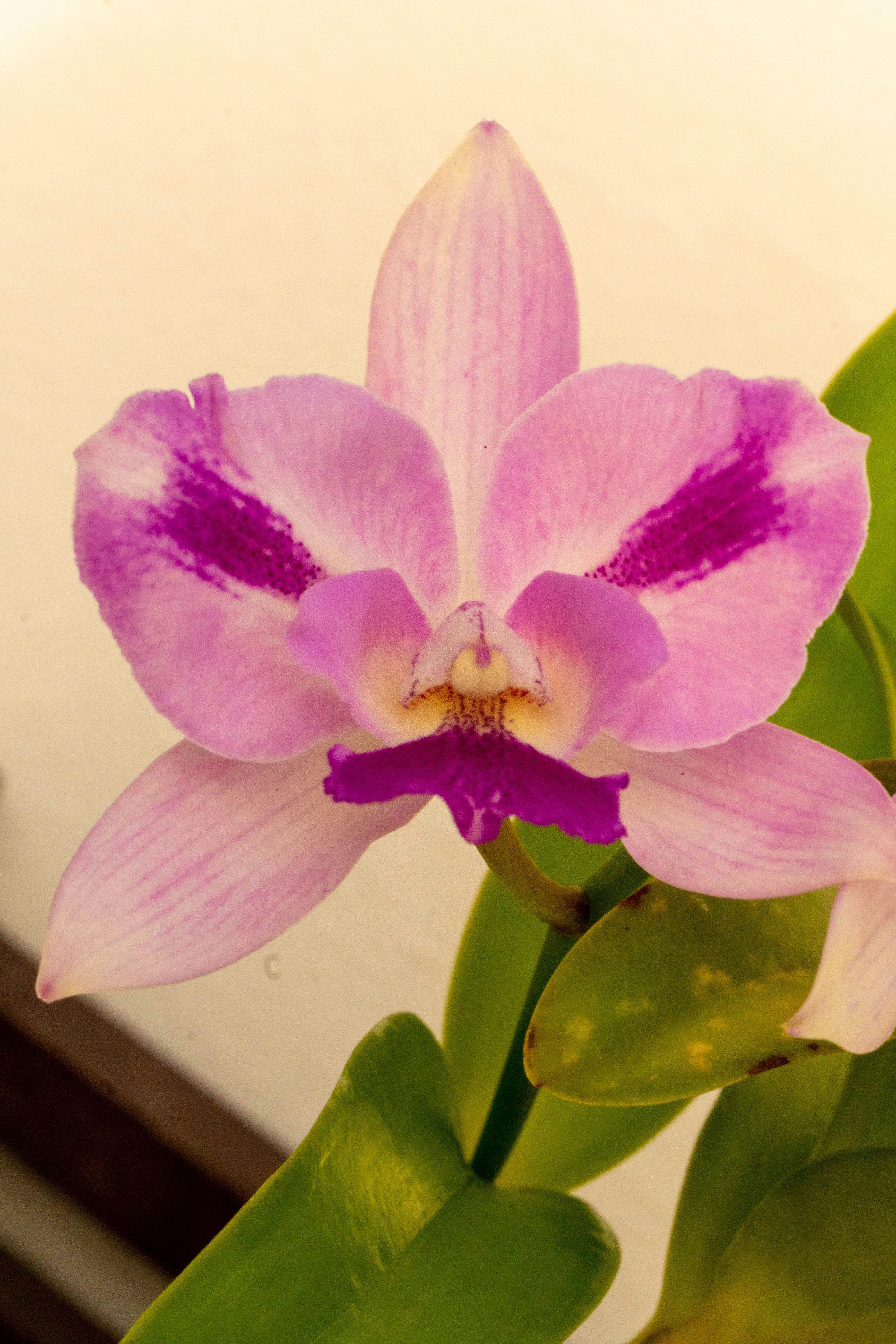 A beautiful pink and purple orchid flower blooms.