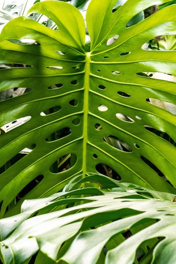 Close-up of a large, green, perforated monstera leaf.