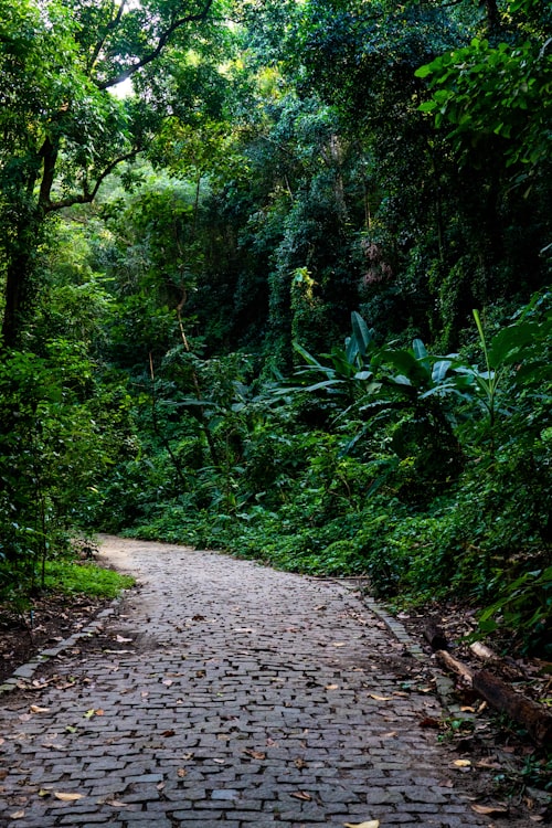 Stone path through lush Tijuca rainforest