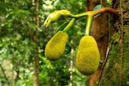 Two jackfruits hanging from a tree branch