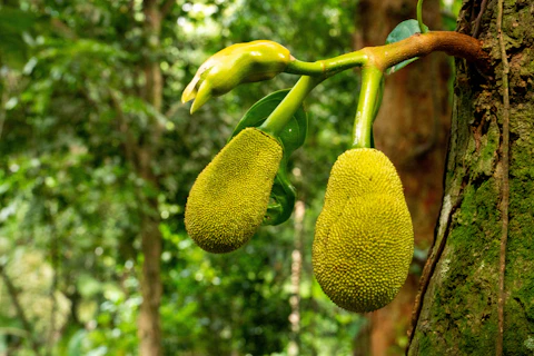 Two jackfruits hanging from a tree branch