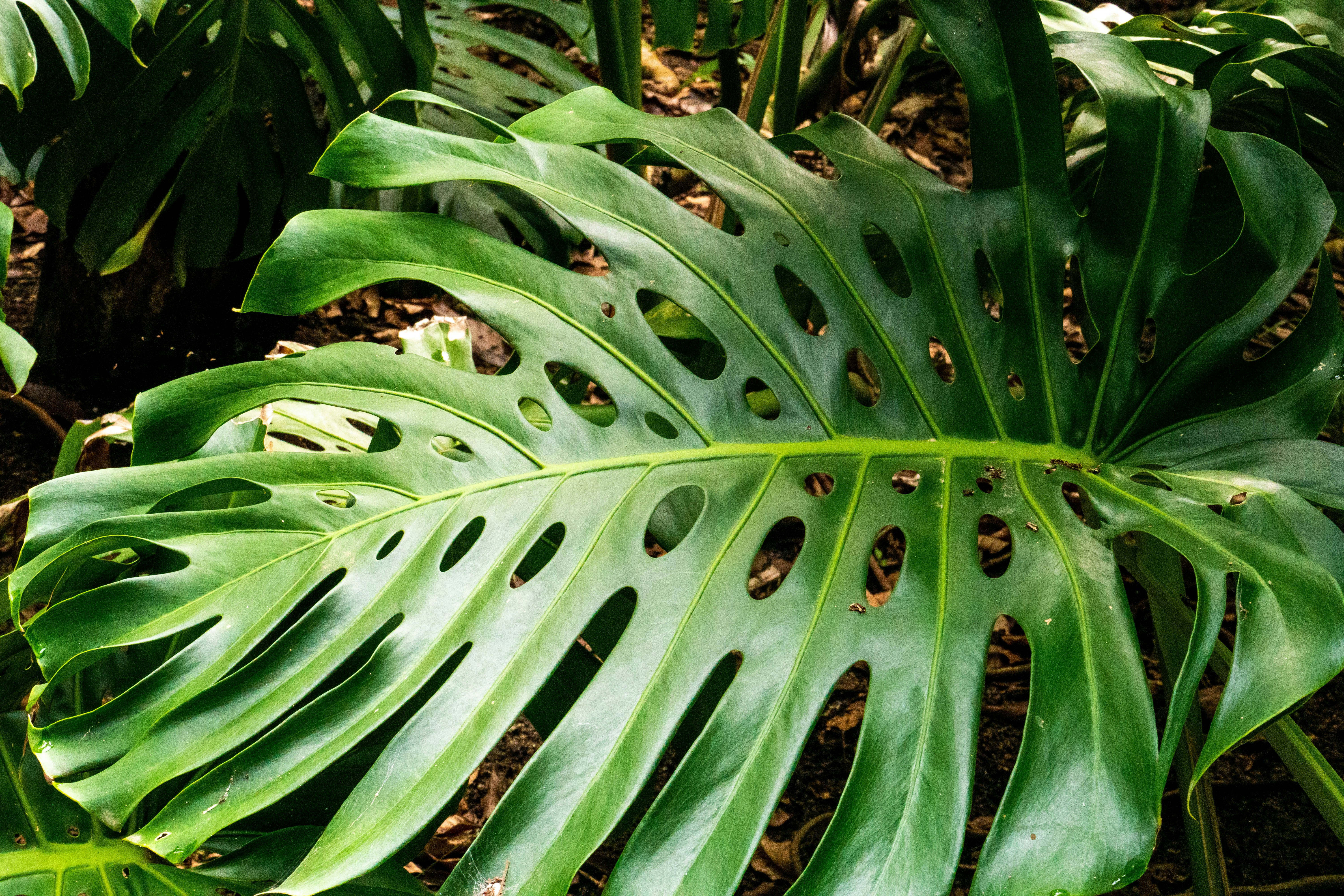 Photo by gustavo0351