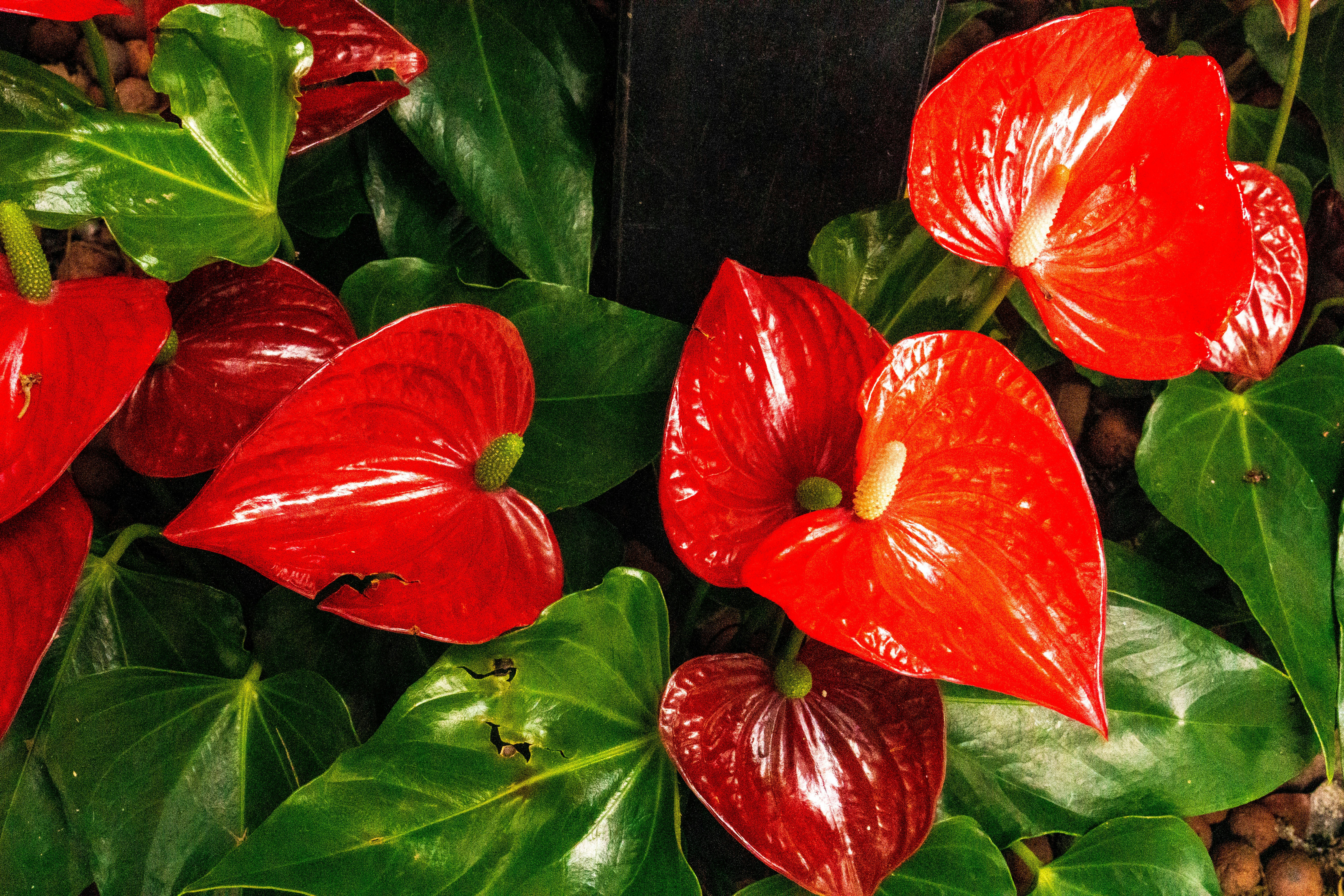 Vibrant red anthurium flowers with glossy green leaves.