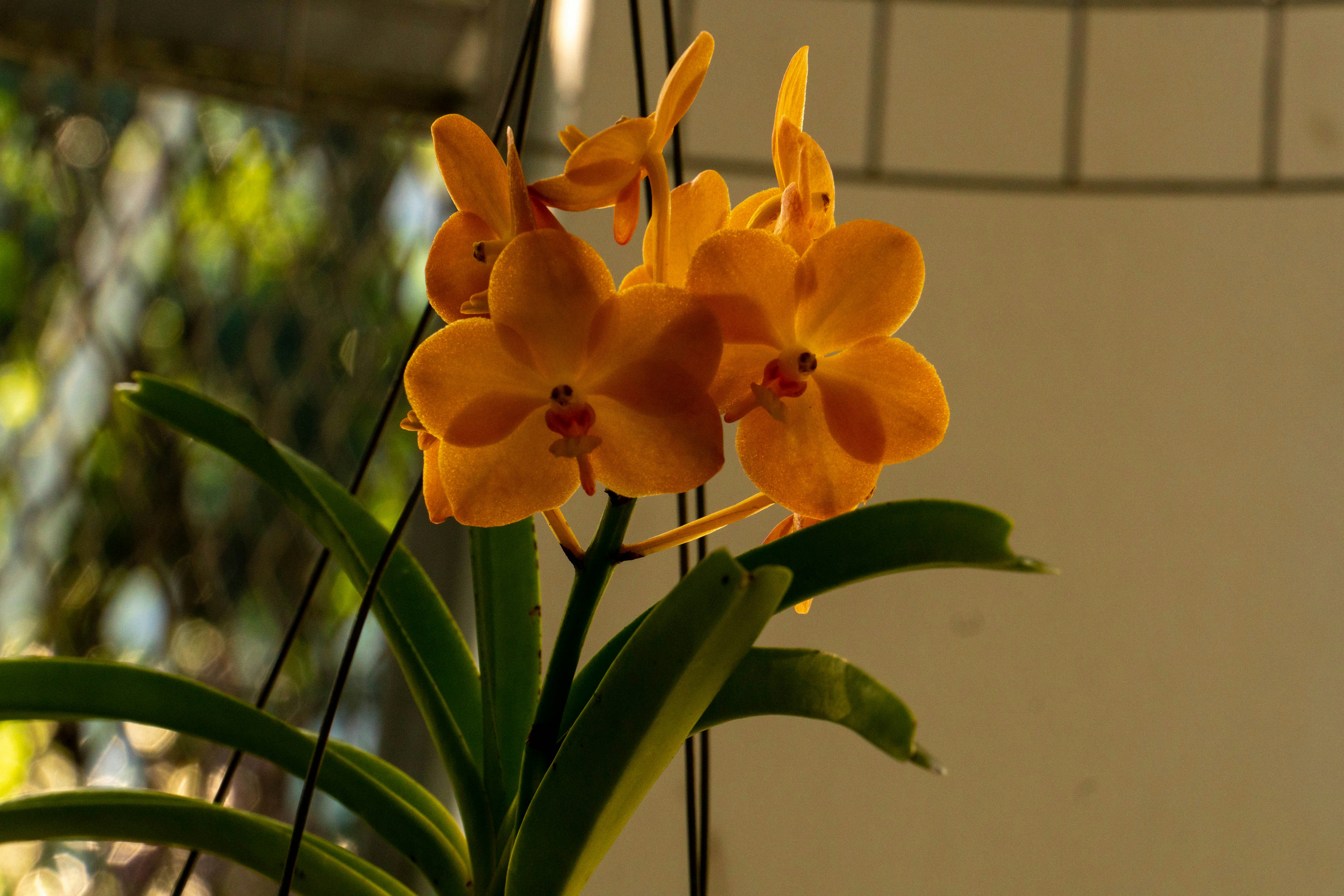 A beautiful pink orchid in full bloom nestled in a white ceramic pot on a window ledge.