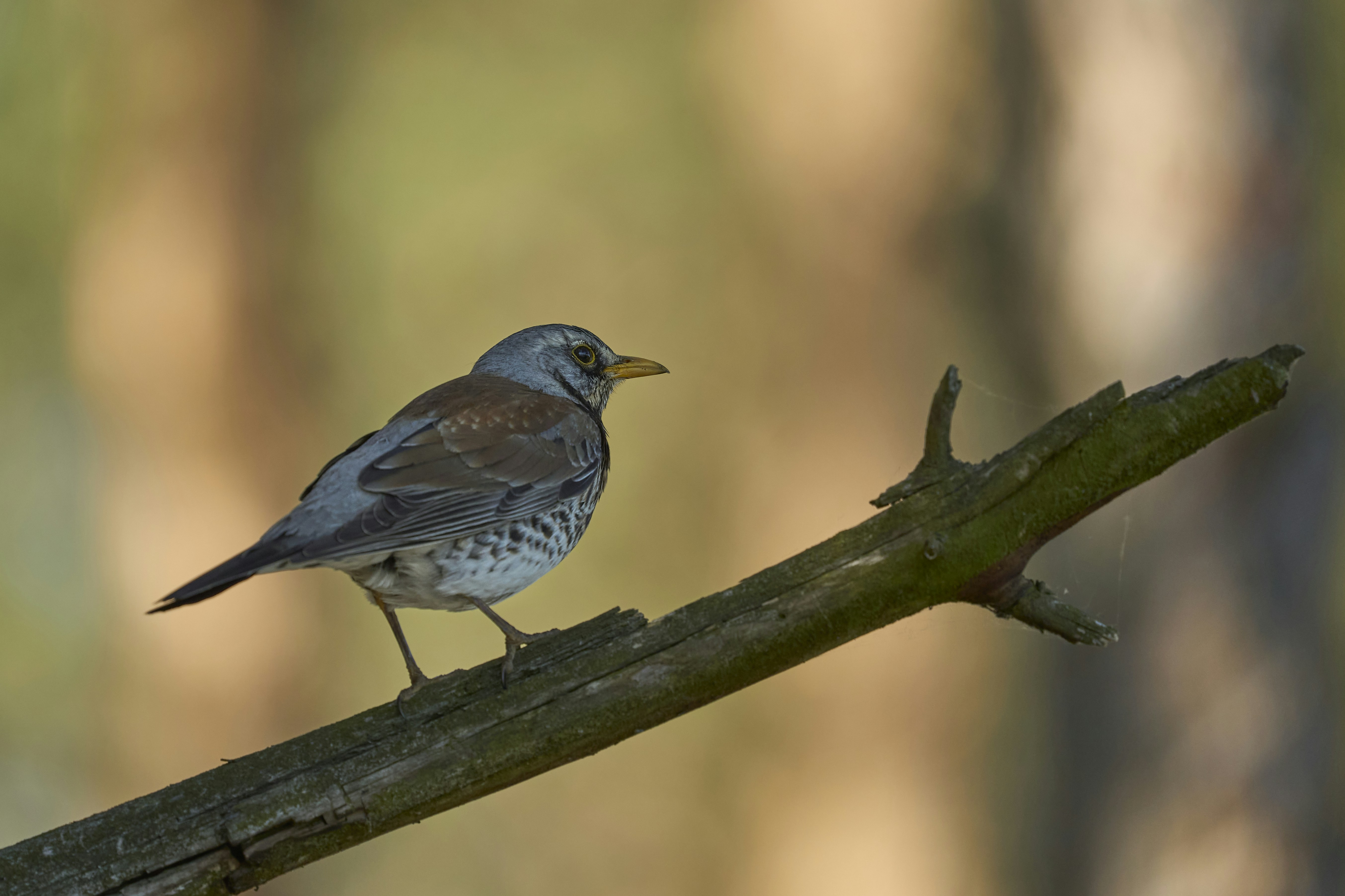 Photo by wolfgang_hasselmann