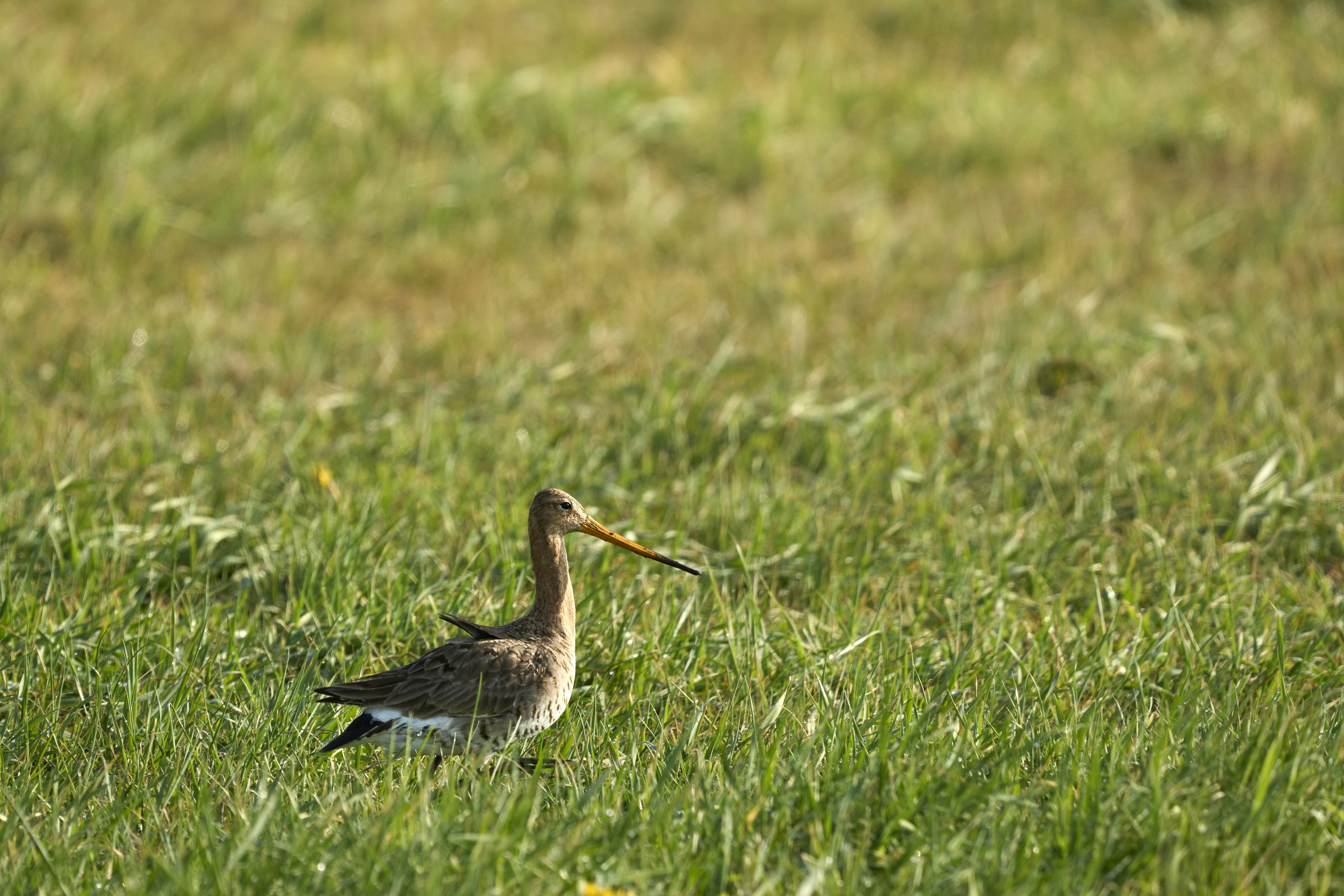 Photo by wolfgang_hasselmann