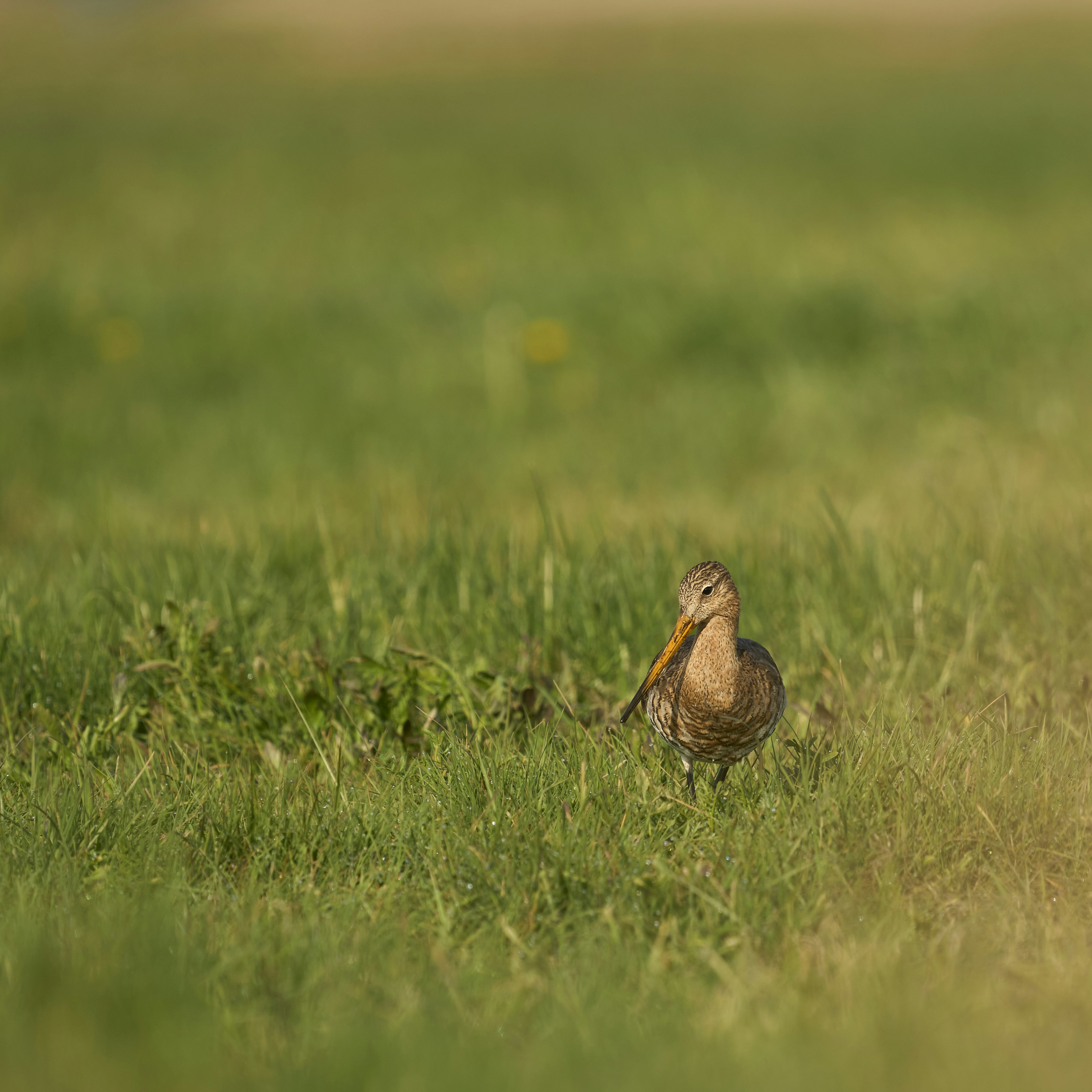 Photo by wolfgang_hasselmann