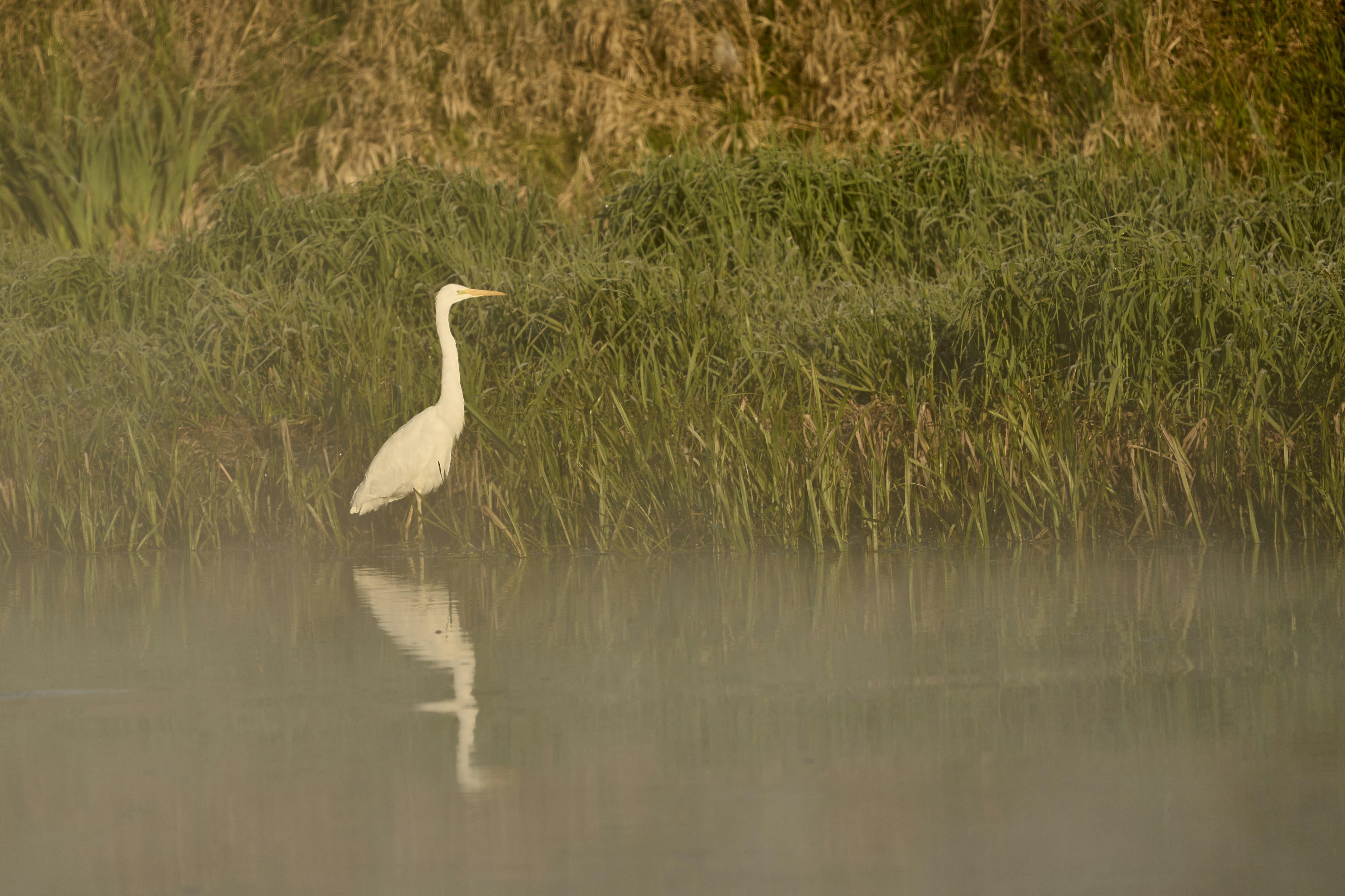 Photo by wolfgang_hasselmann