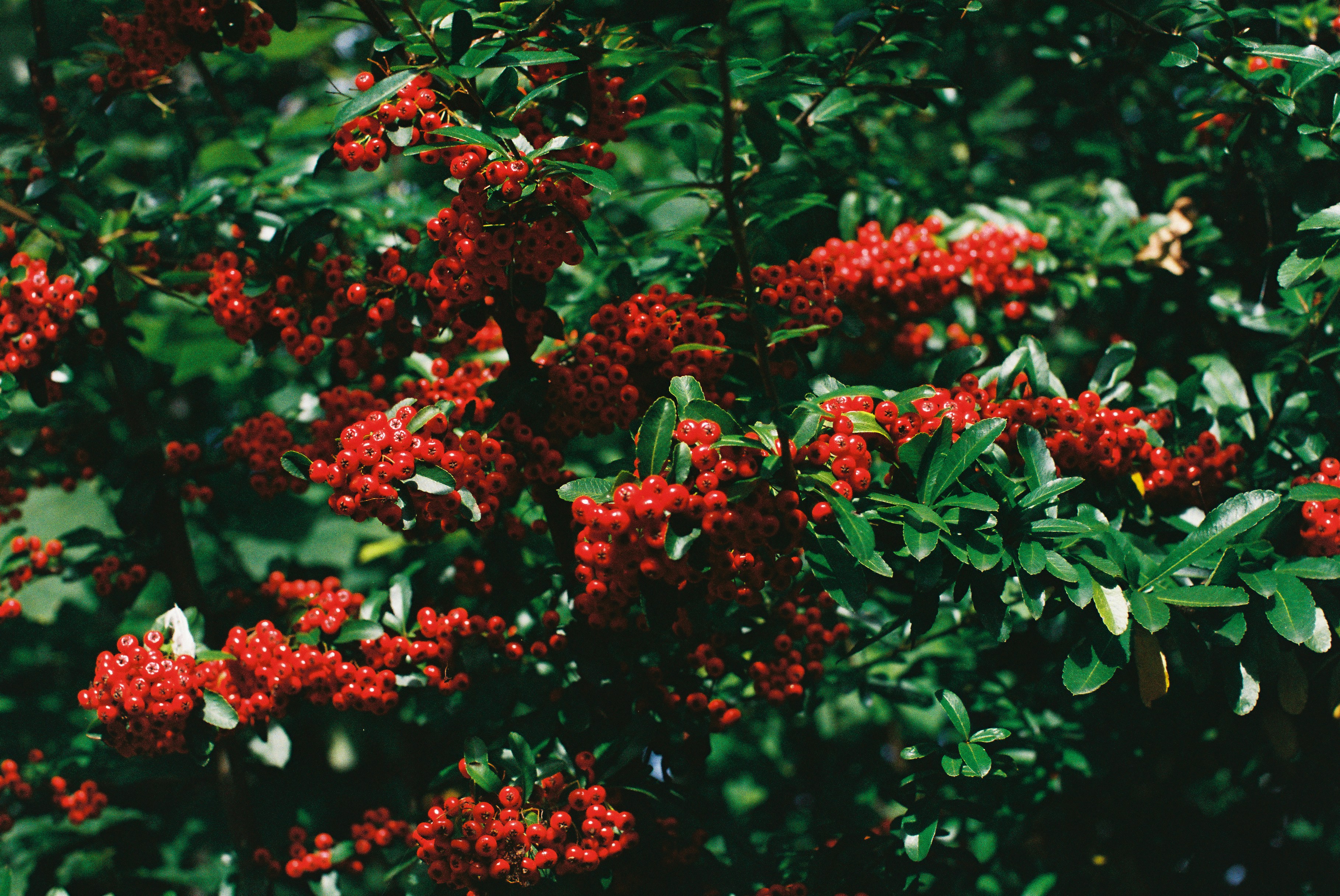 Photo by tanyabarrow