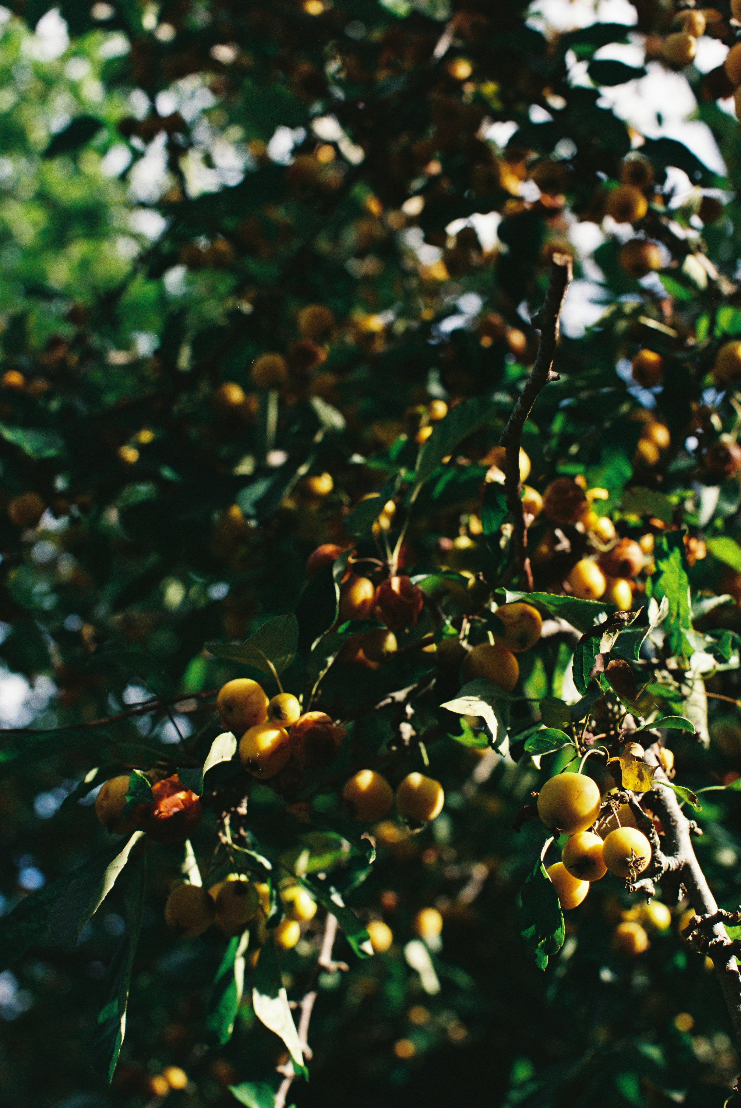 Photo by tanyabarrow