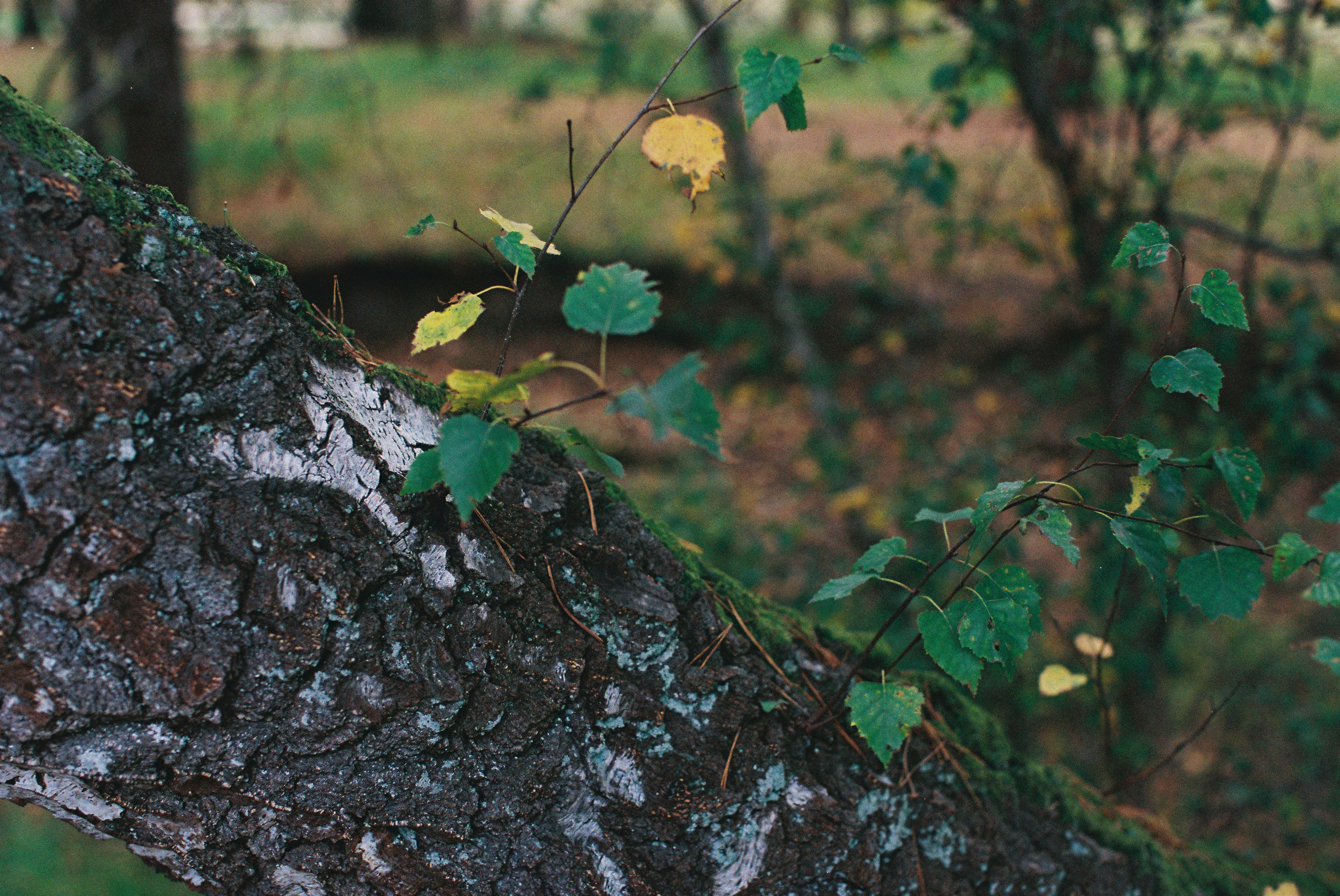 6월, 놓치면 후회할 기회 5가지 — Photo by Tanya Barrow on Unsplash (https://unsplash.com/photos/birch-tree-trunk-with-green-and-yellow-leaves-ouLh_fysjiA)