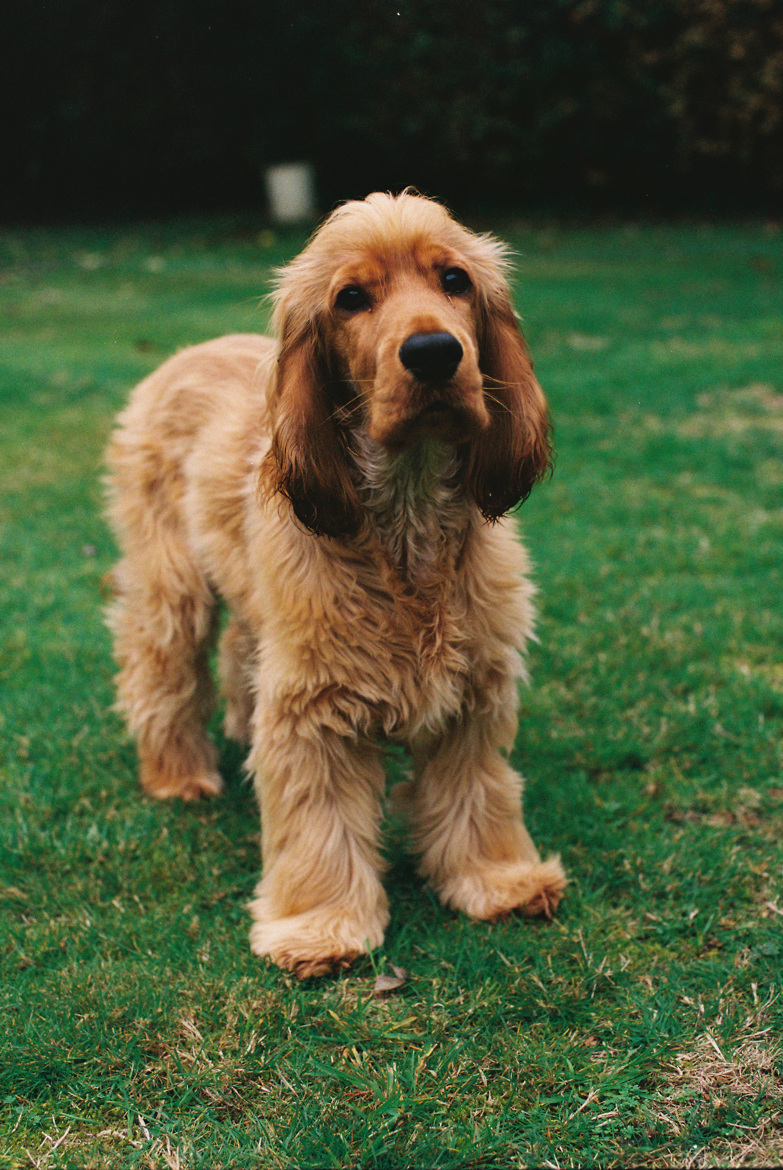 Cocker Spaniel, photo représentative de la race