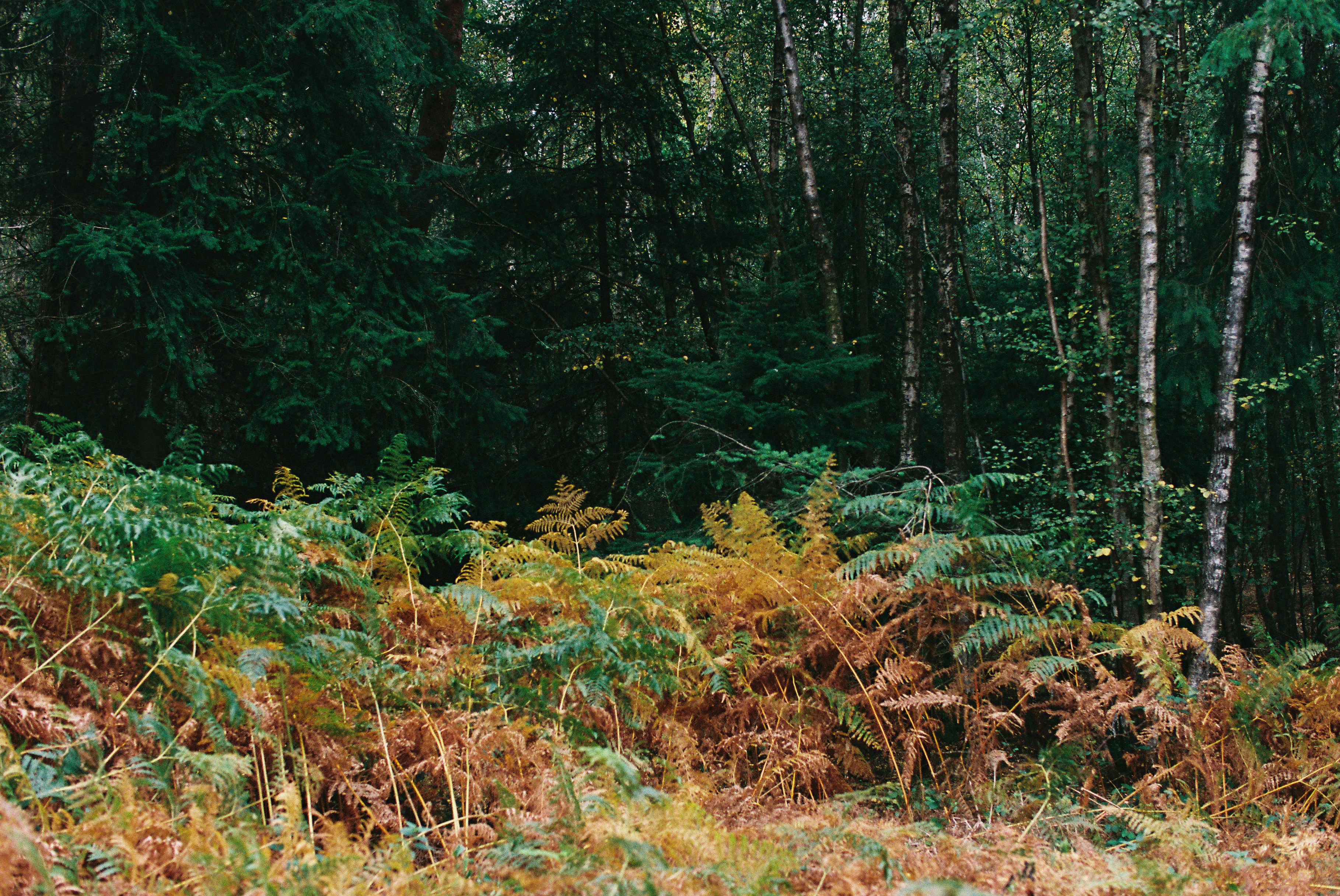 A wide shot showing a small aircraft's wreckage scattered in a dense, green forest area, with smoke still visibly rising from some parts. Rescue workers in yellow vests are carefully moving through the debris.