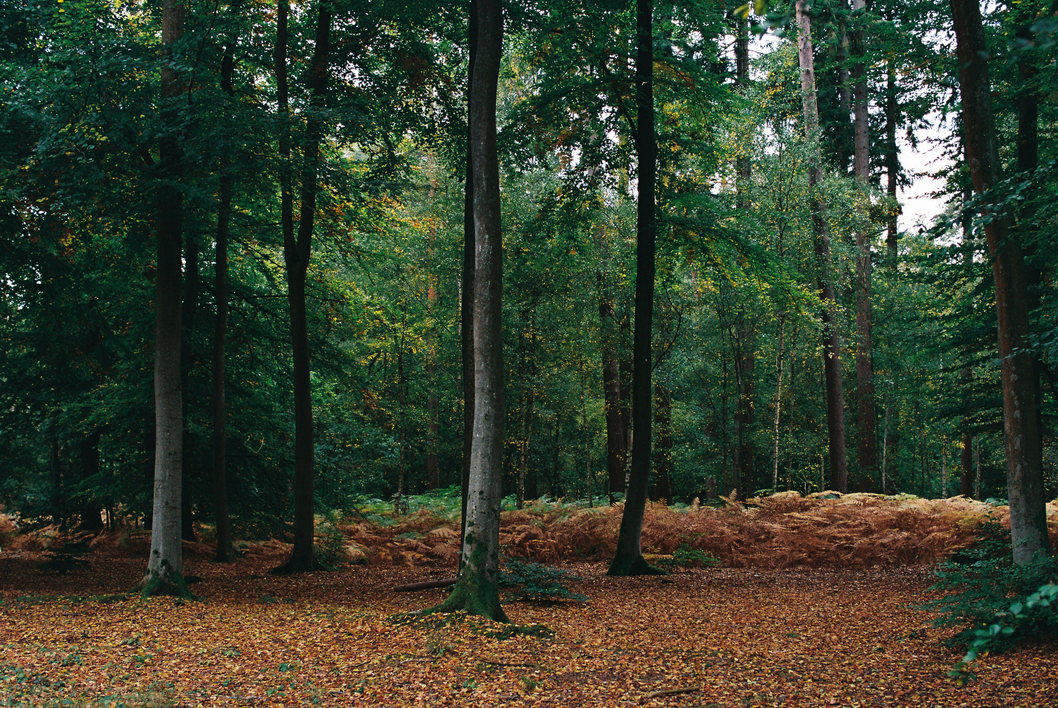 Árboles altos en un bosque con hojas caídas. foto – Imagen de Bosque  gratuita en Unsplash, image size:3000x2007