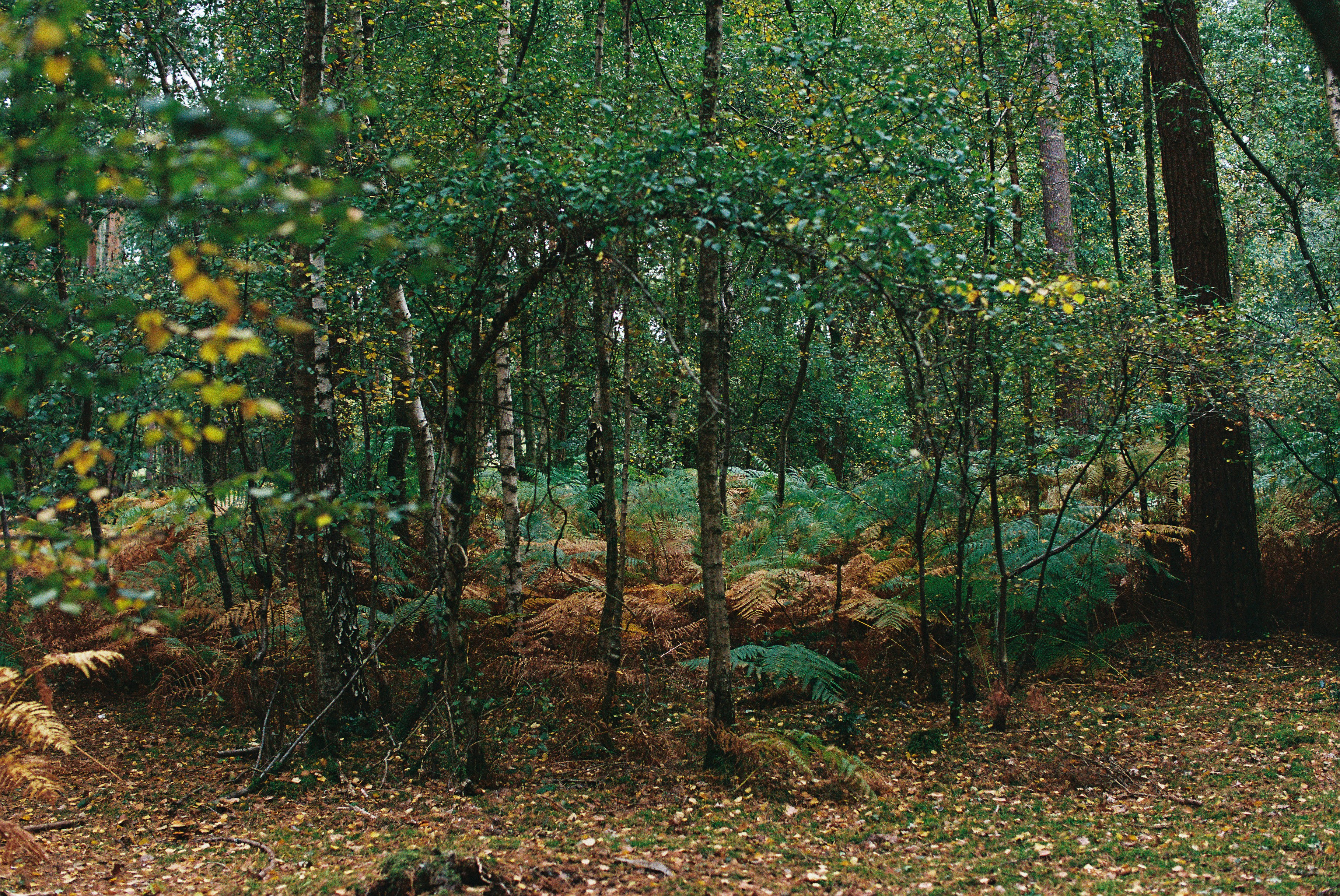 Dense forest with fallen leaves and ferns.