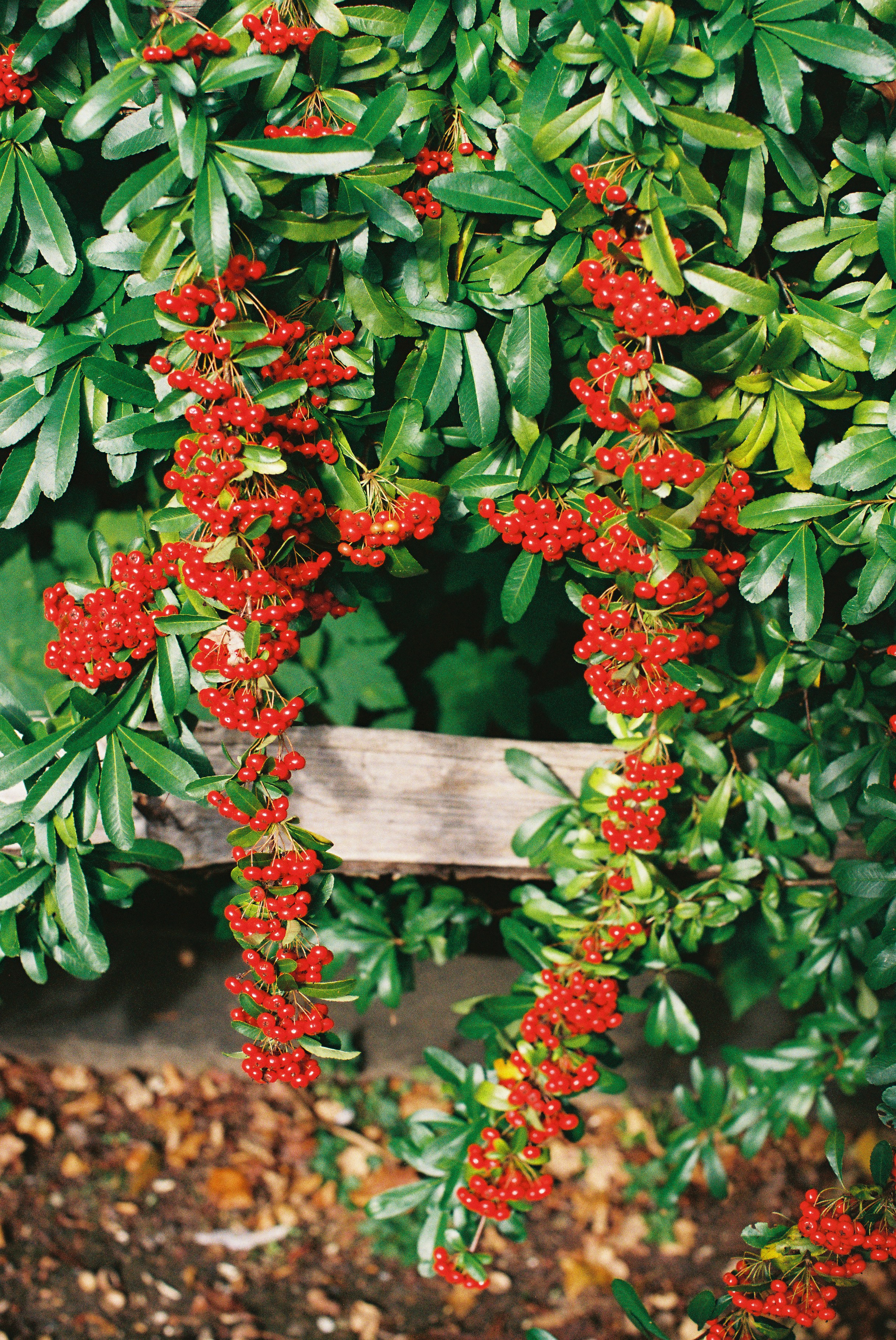 Rote Beeren, die an einem grnen Laubstrauch hngen Foto  Kostenloses Bild  zum Thema Grn auf Unsplash