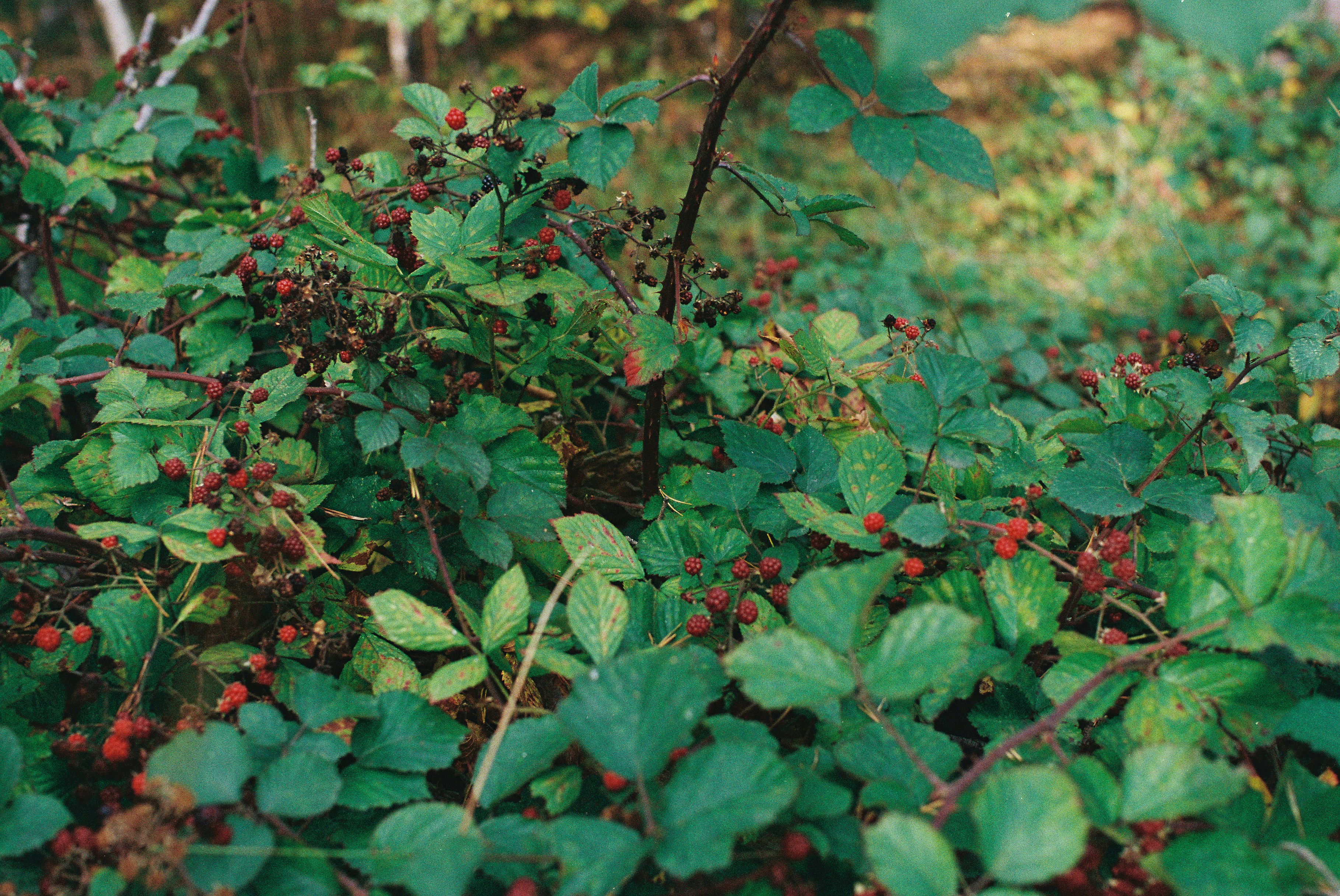 Photo by tanyabarrow