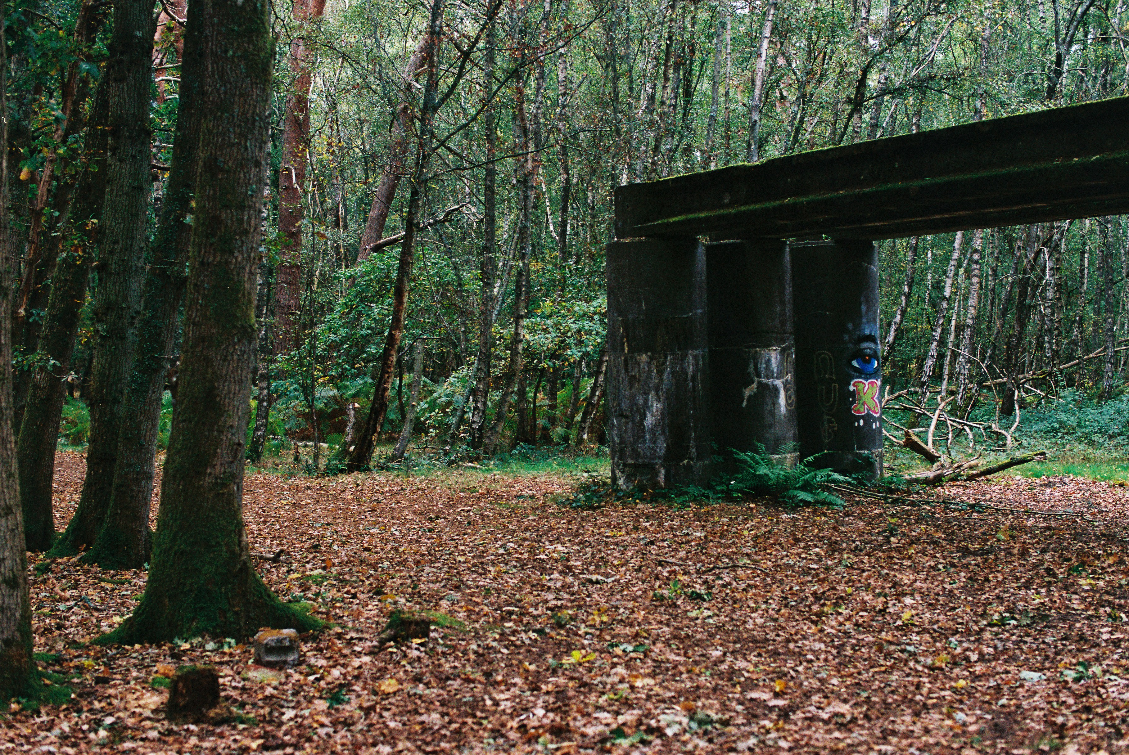 Sinkin Experimental Forest