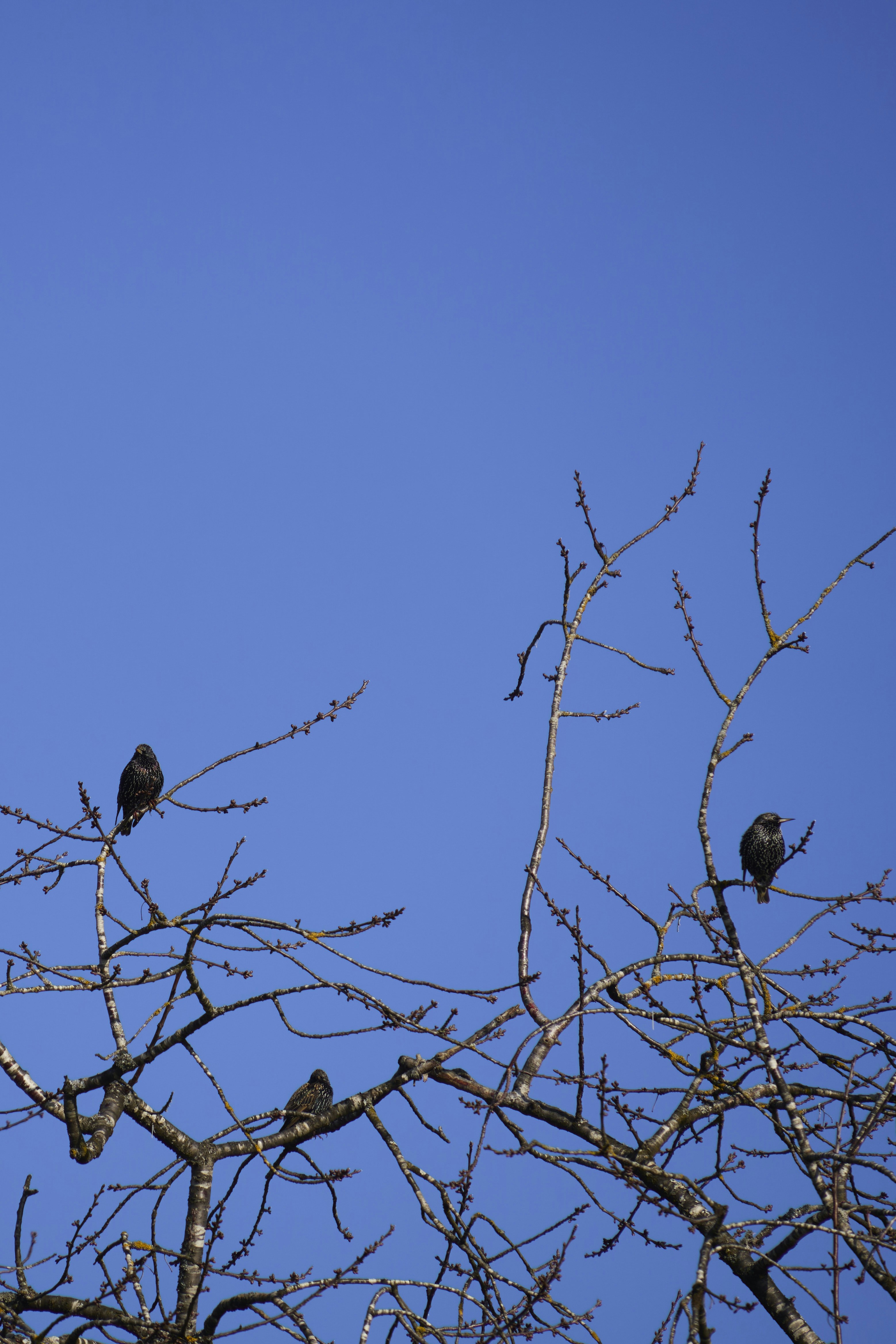 Photo by wolfgang_hasselmann