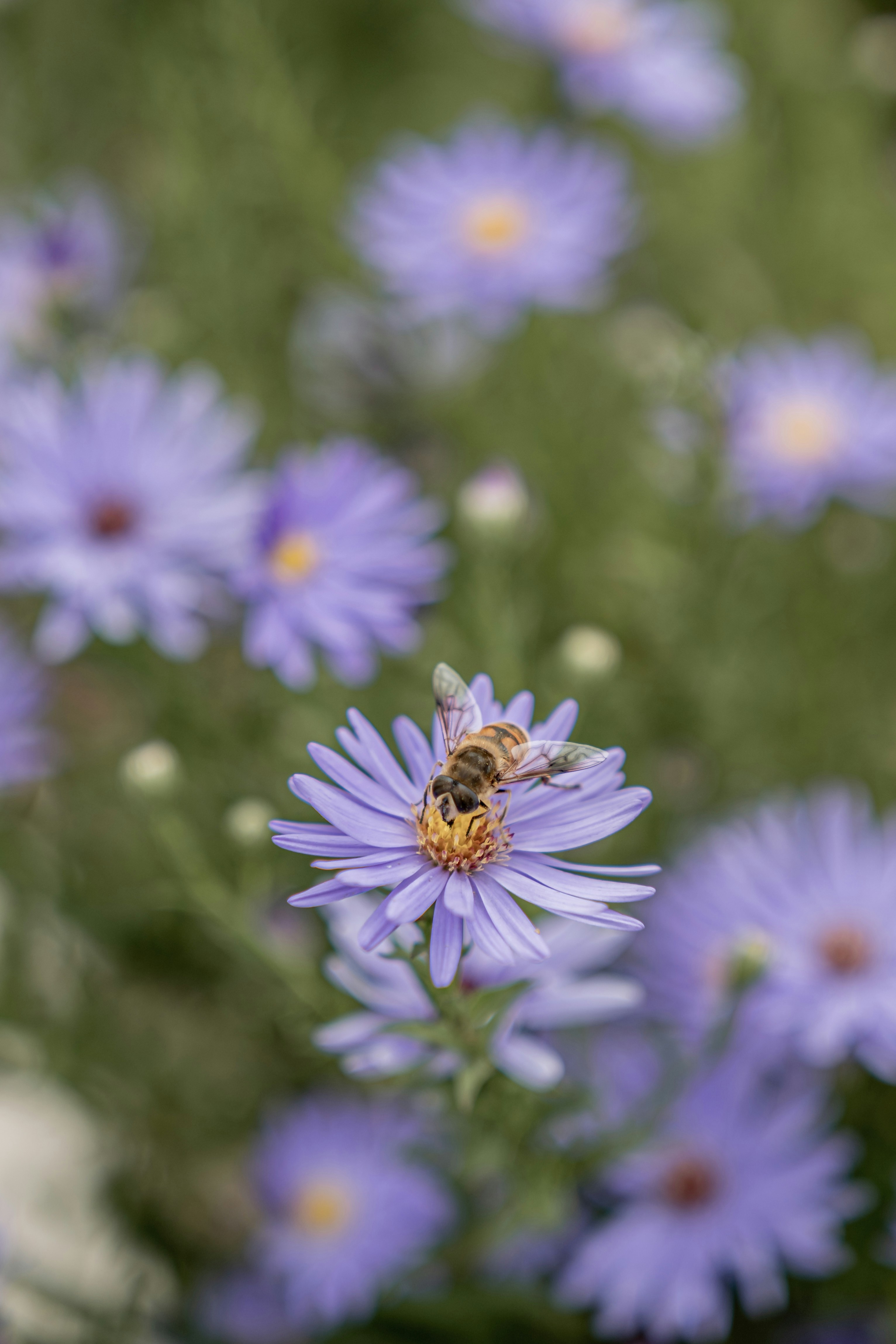 Photo by peek_a_boo_who