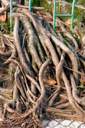 Thick tree roots intertwined with stone and green fence.