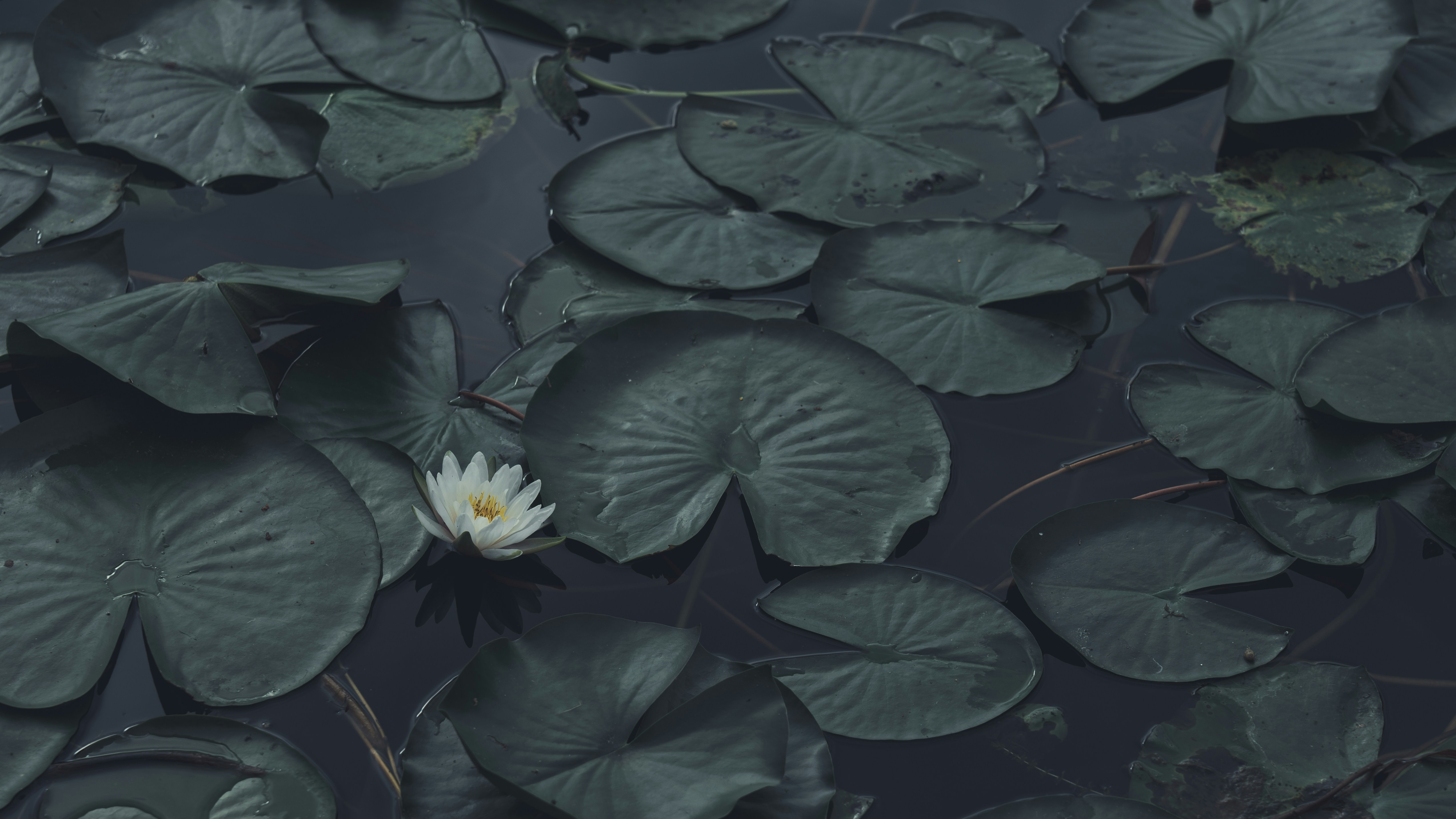 Photo by peek_a_boo_who