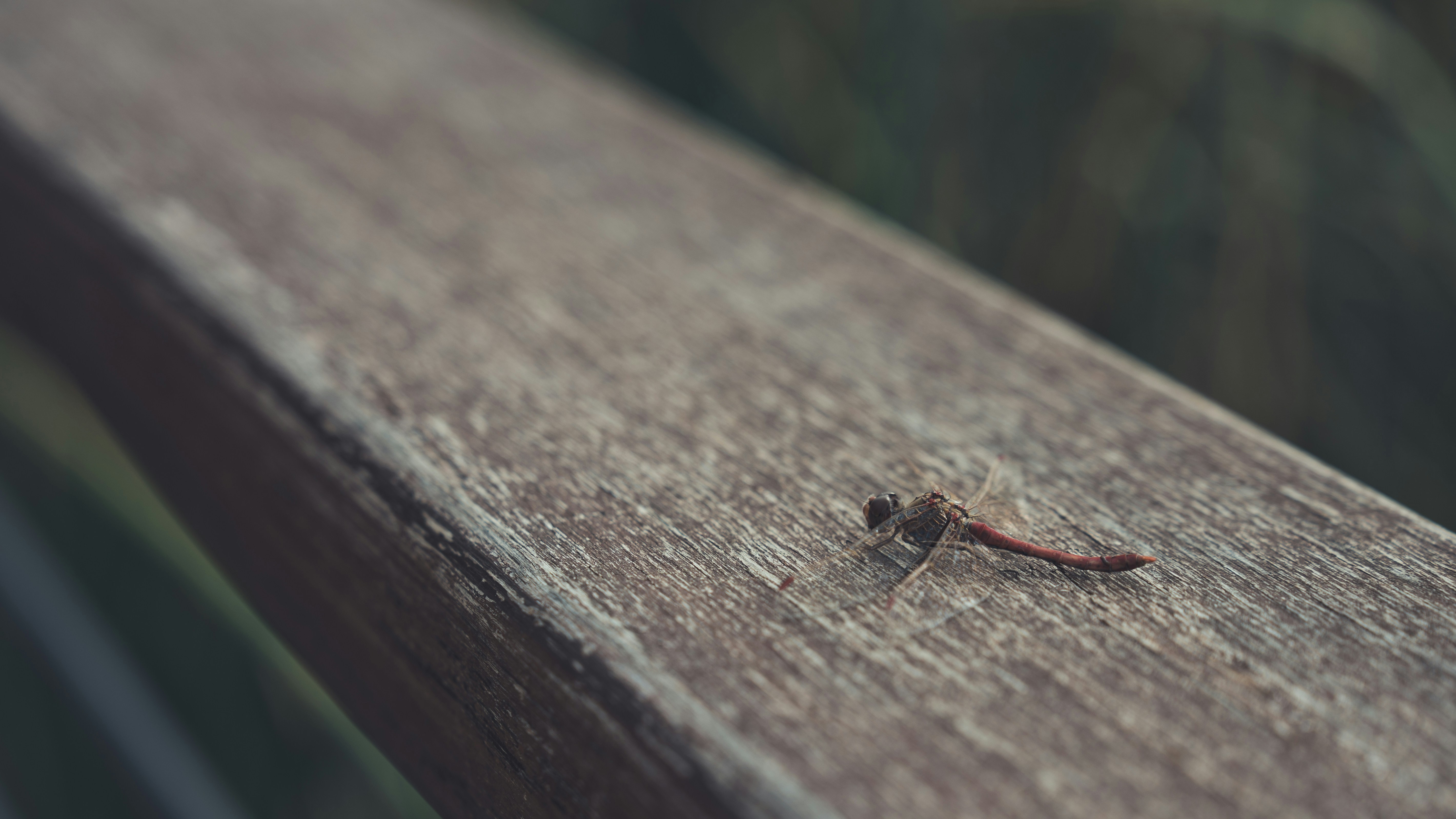 Photo by peek_a_boo_who