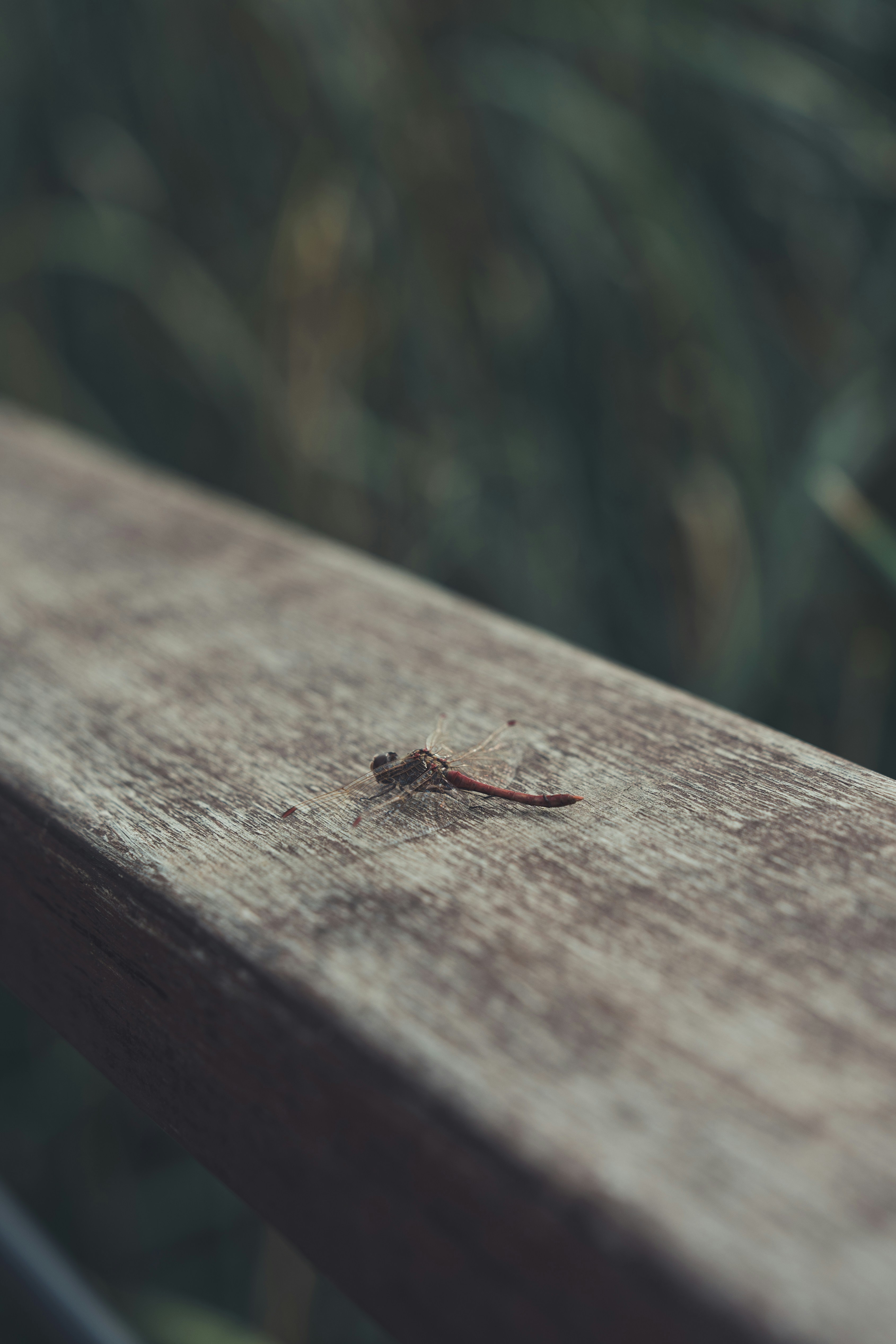 Photo by peek_a_boo_who