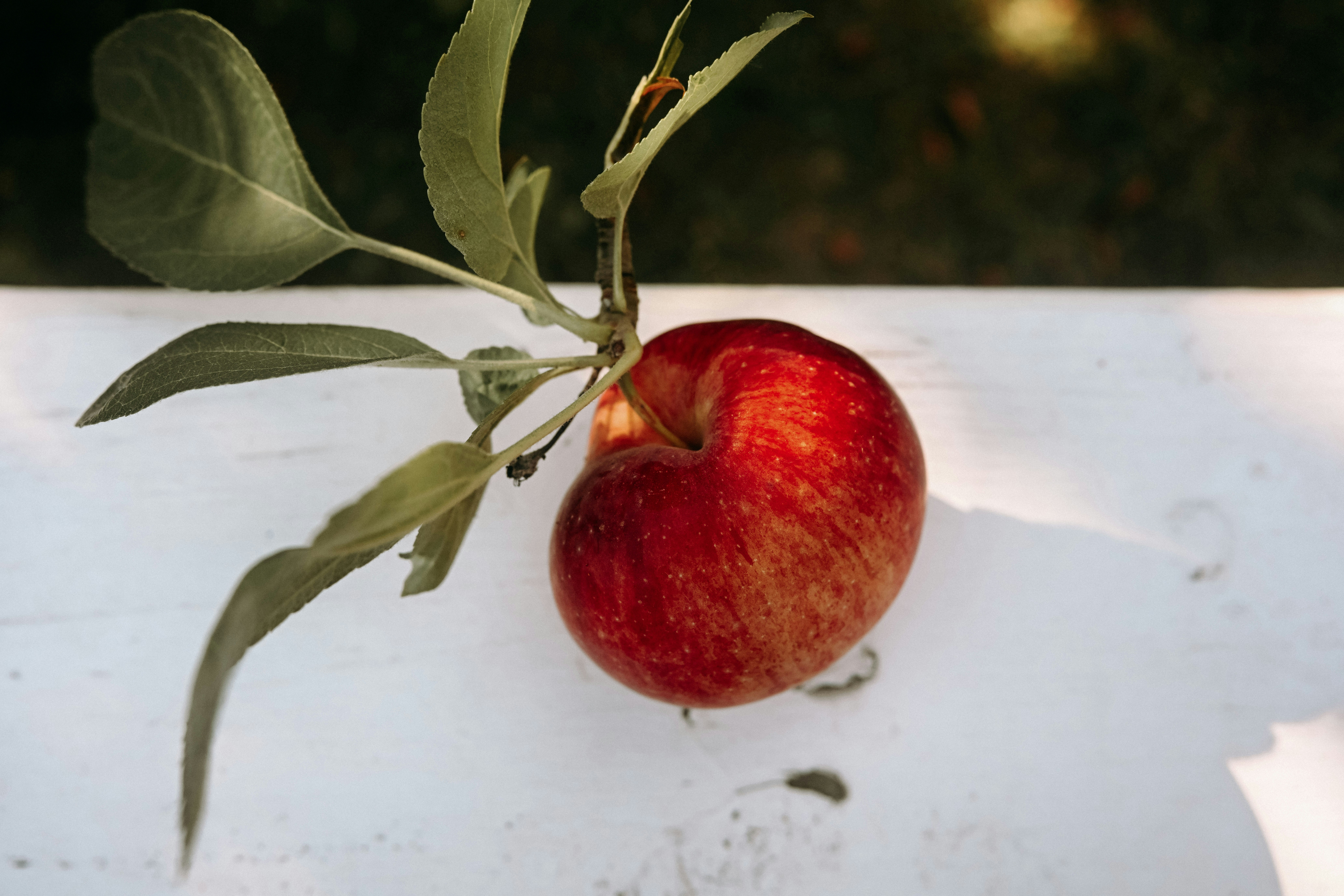 Uma única maçã madura em um galho