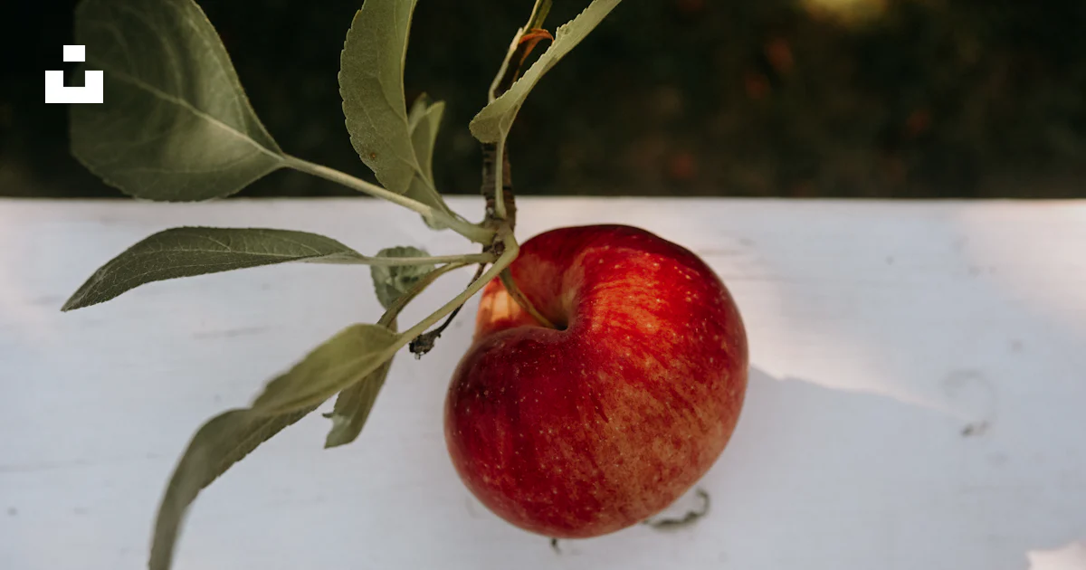 Single Apple Ripe A single ripe apple on a branch photo – Free Fall Image on Unsplash