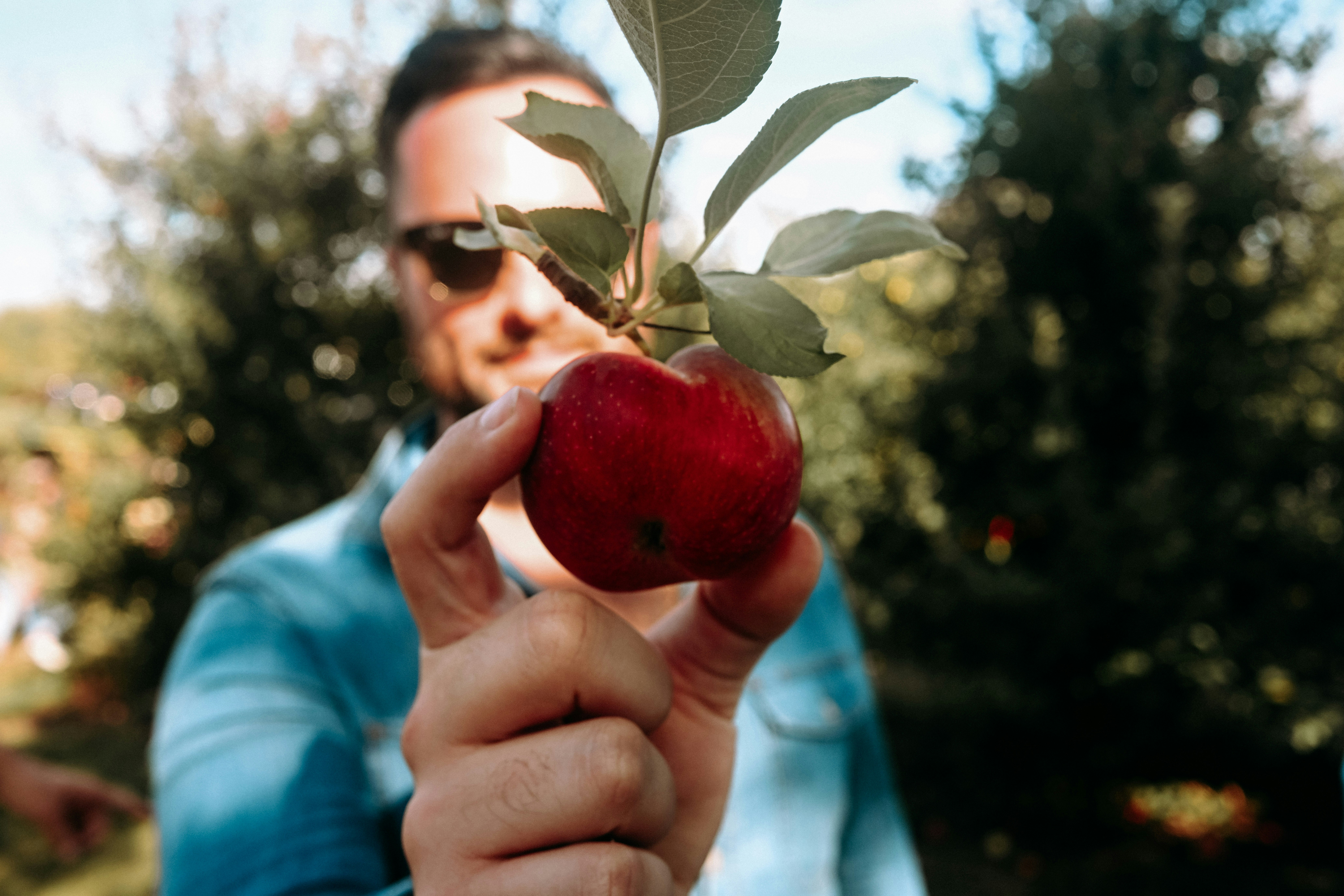 Man holding a ripe red apple in an orchard