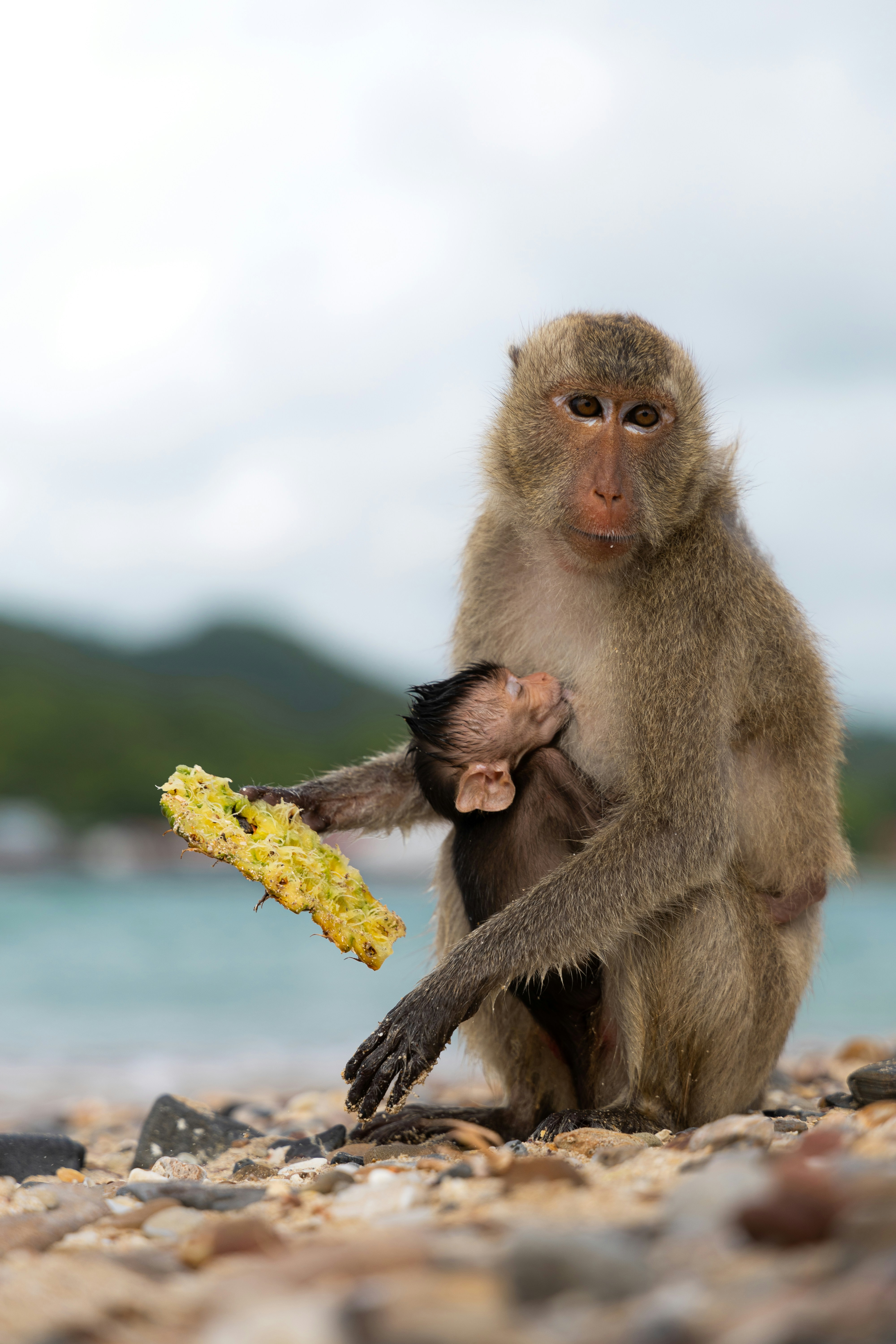 food preservation wallpaper, wallpaper, Asam Benzoat: Kegunaan dalam Makanan & Dampak Kesehatan 2