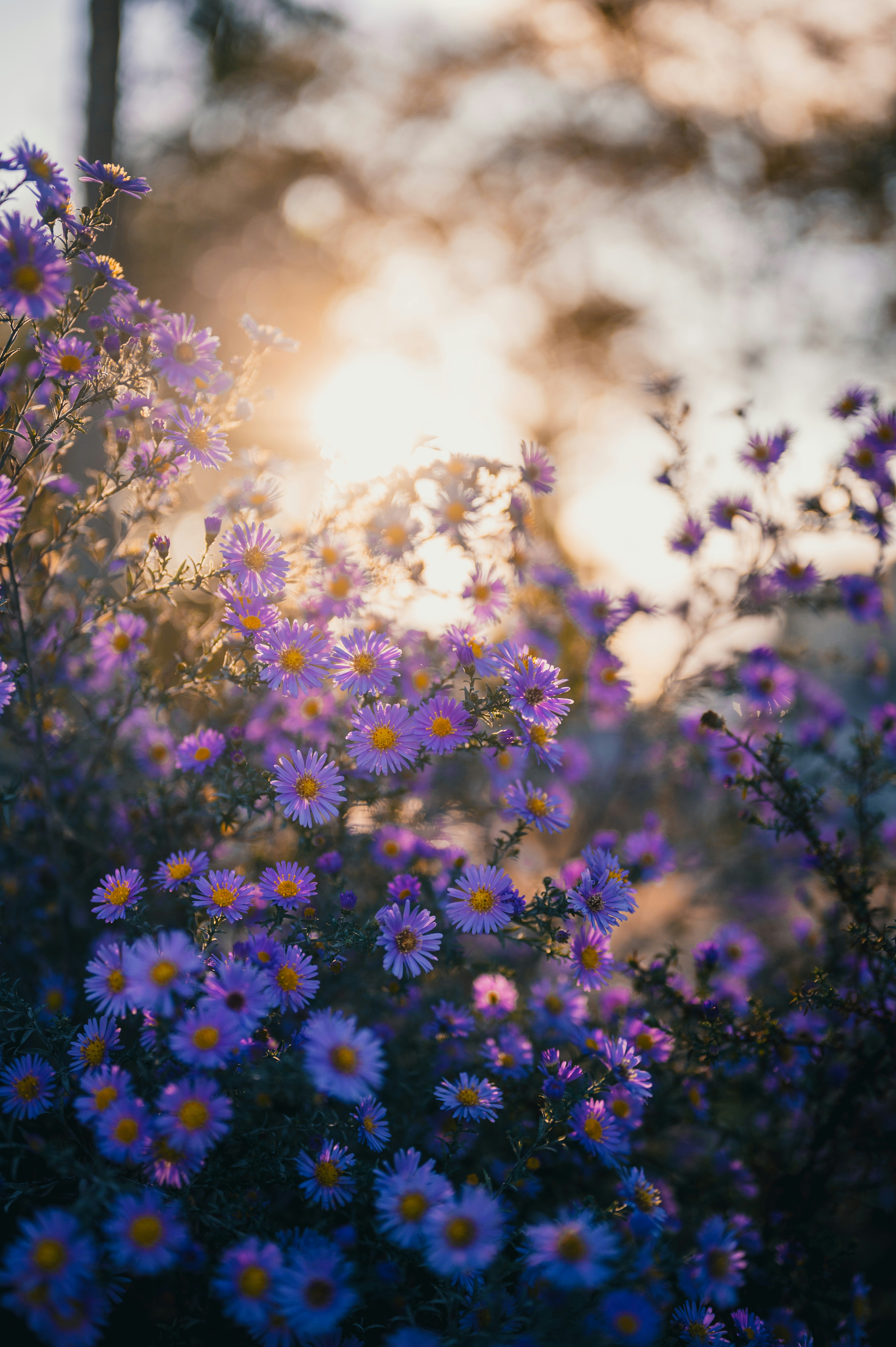 Purple asters bloom in warm, hazy sunlight.