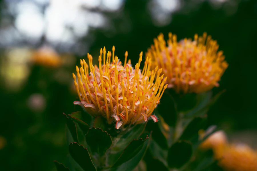 Pincushion proteas in fynbos — temporary placeholder