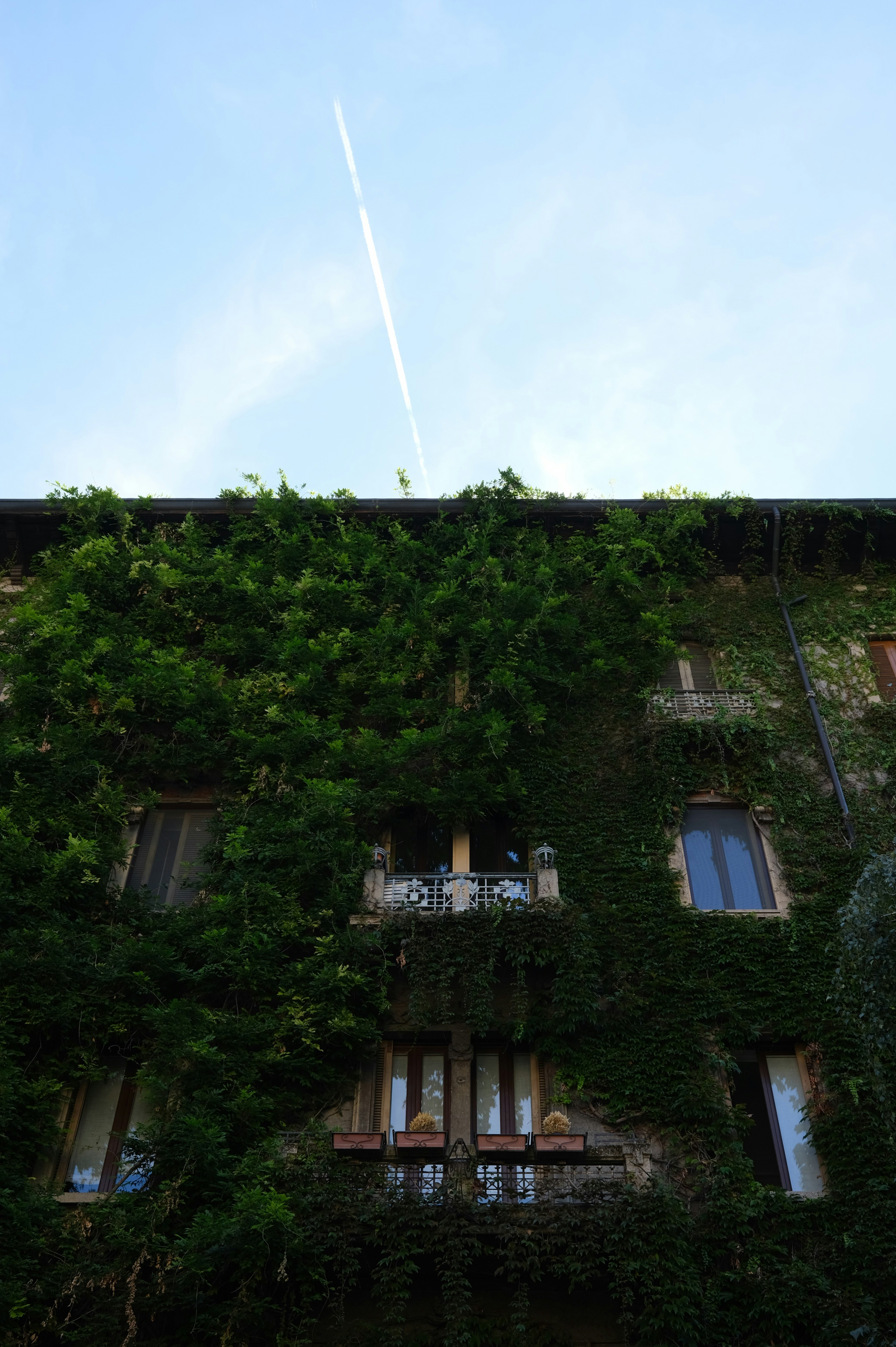 Fachada do edifício coberta de hera verde com uma trilha de avião.