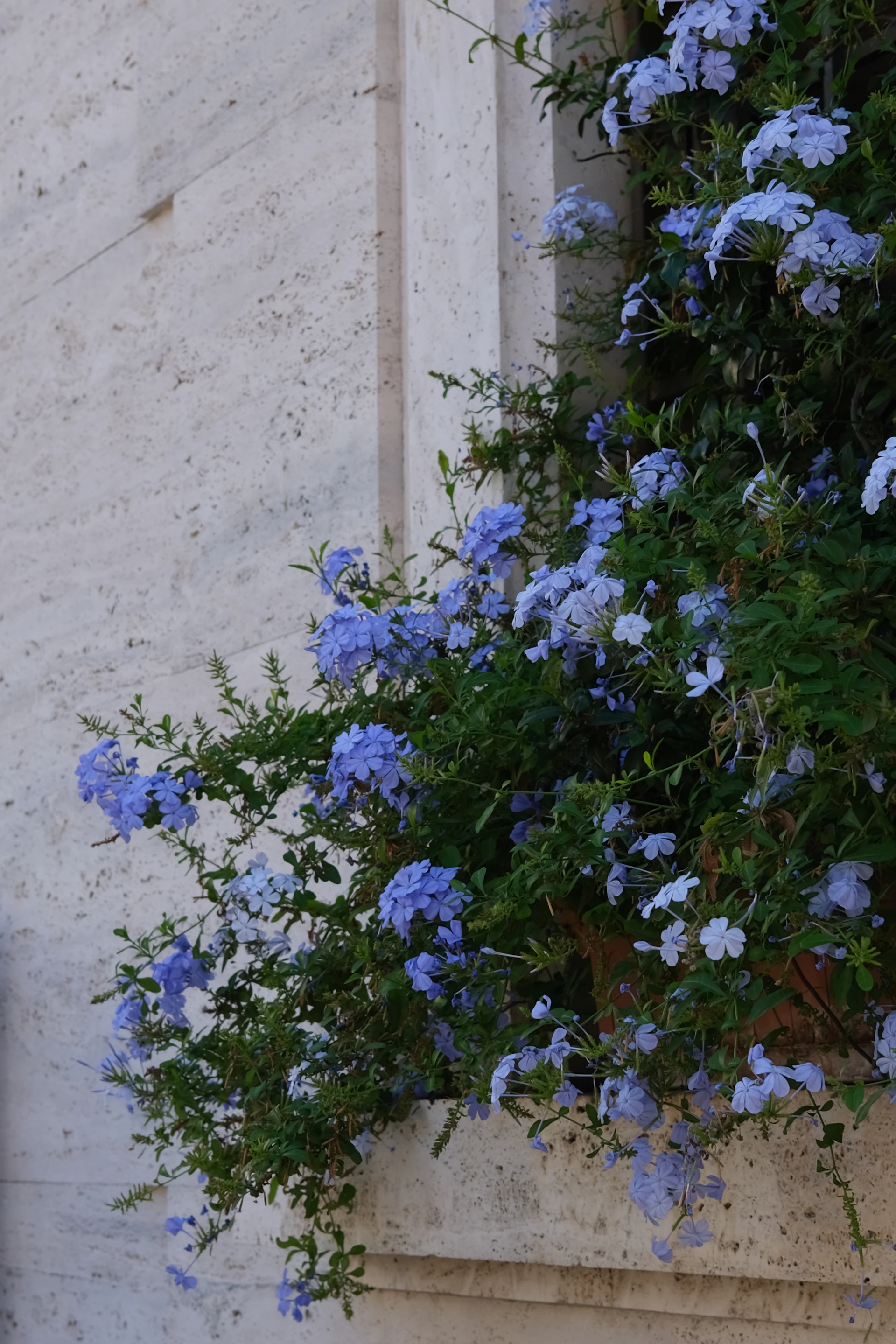 Blue flowers blooming on a textured stone wall.
