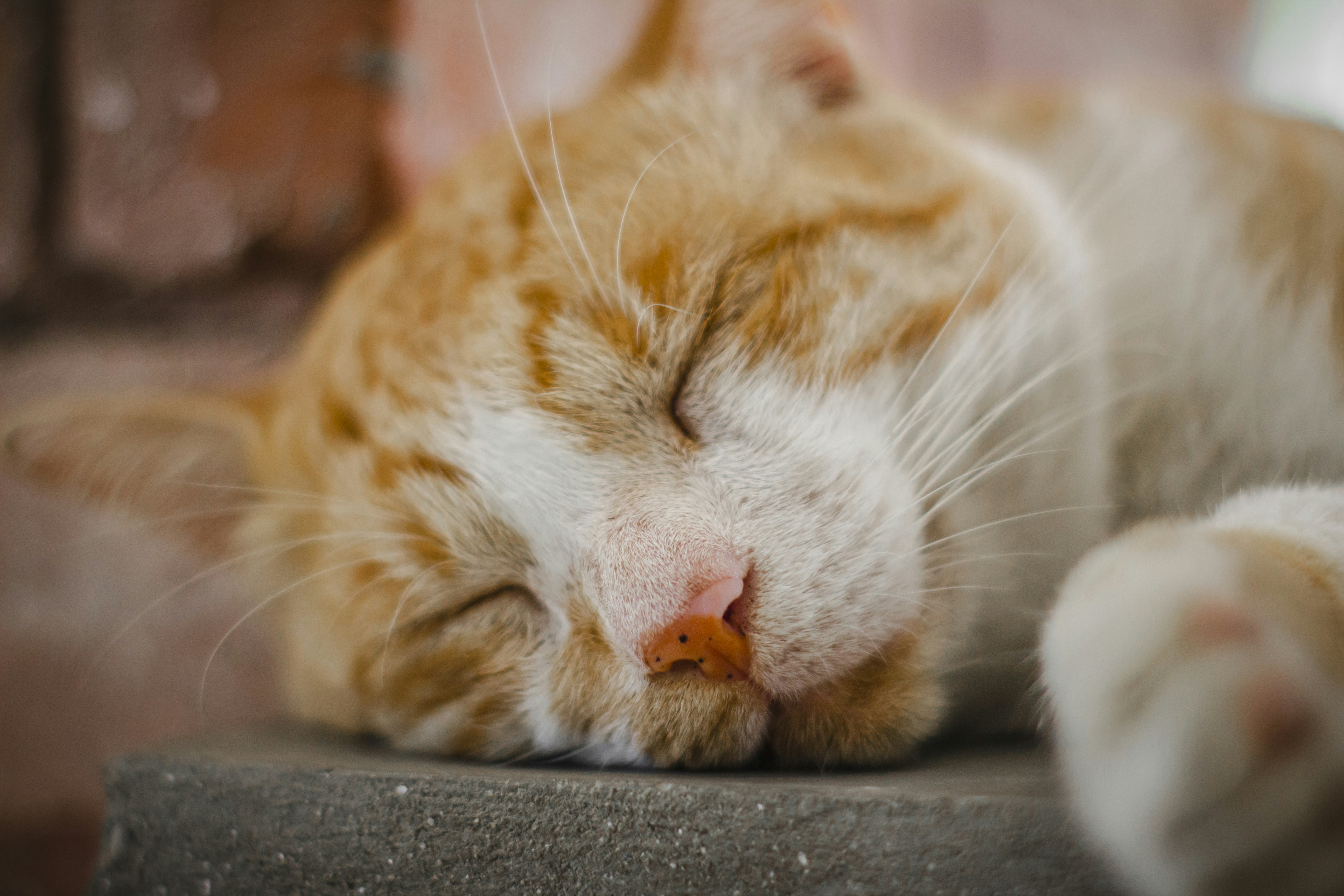 An orange tabby cat sleeps peacefully outdoors.