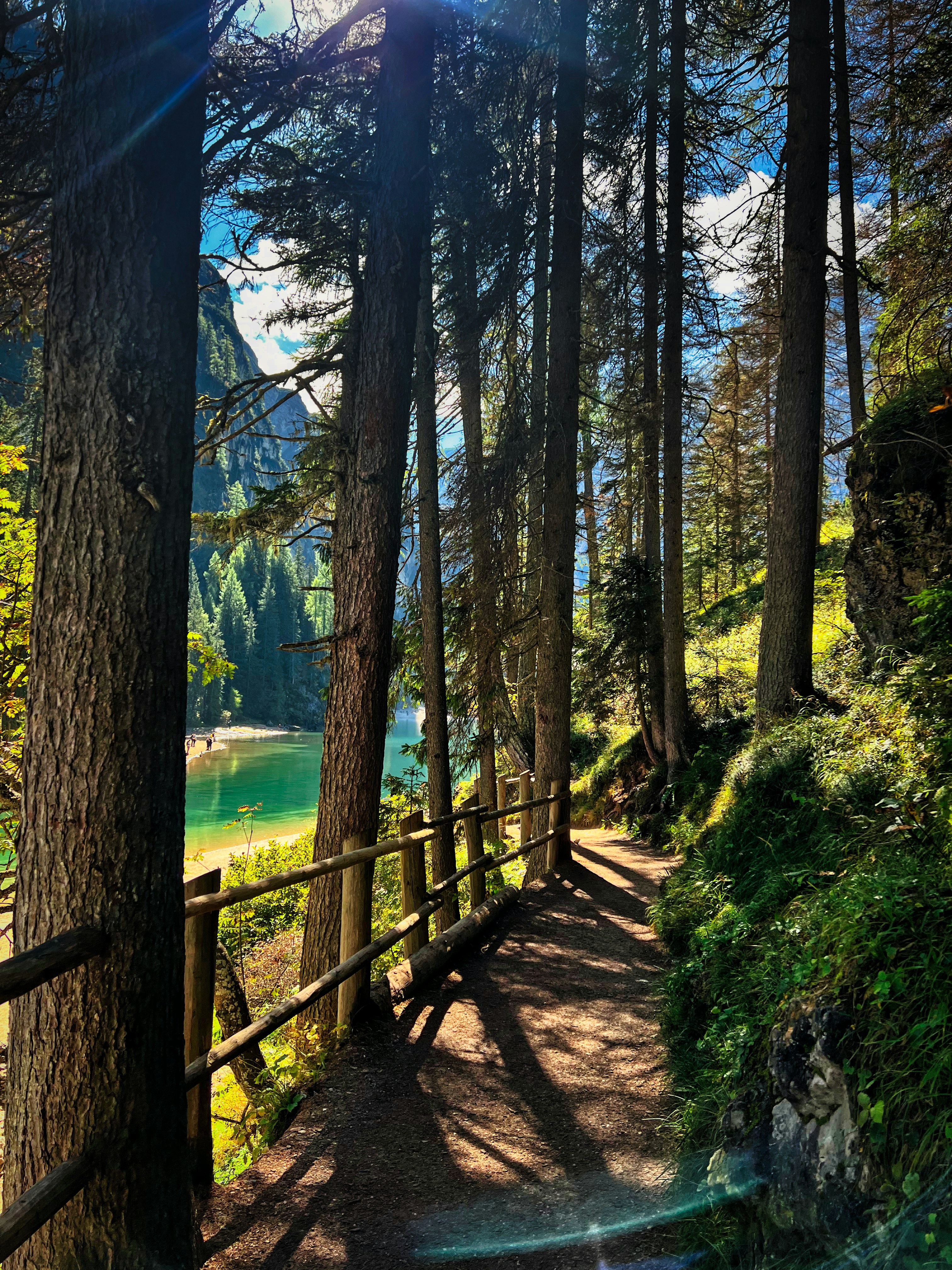 Pine forest walks