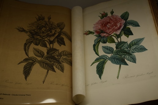 Two botanical drawings of pink roses on pages.