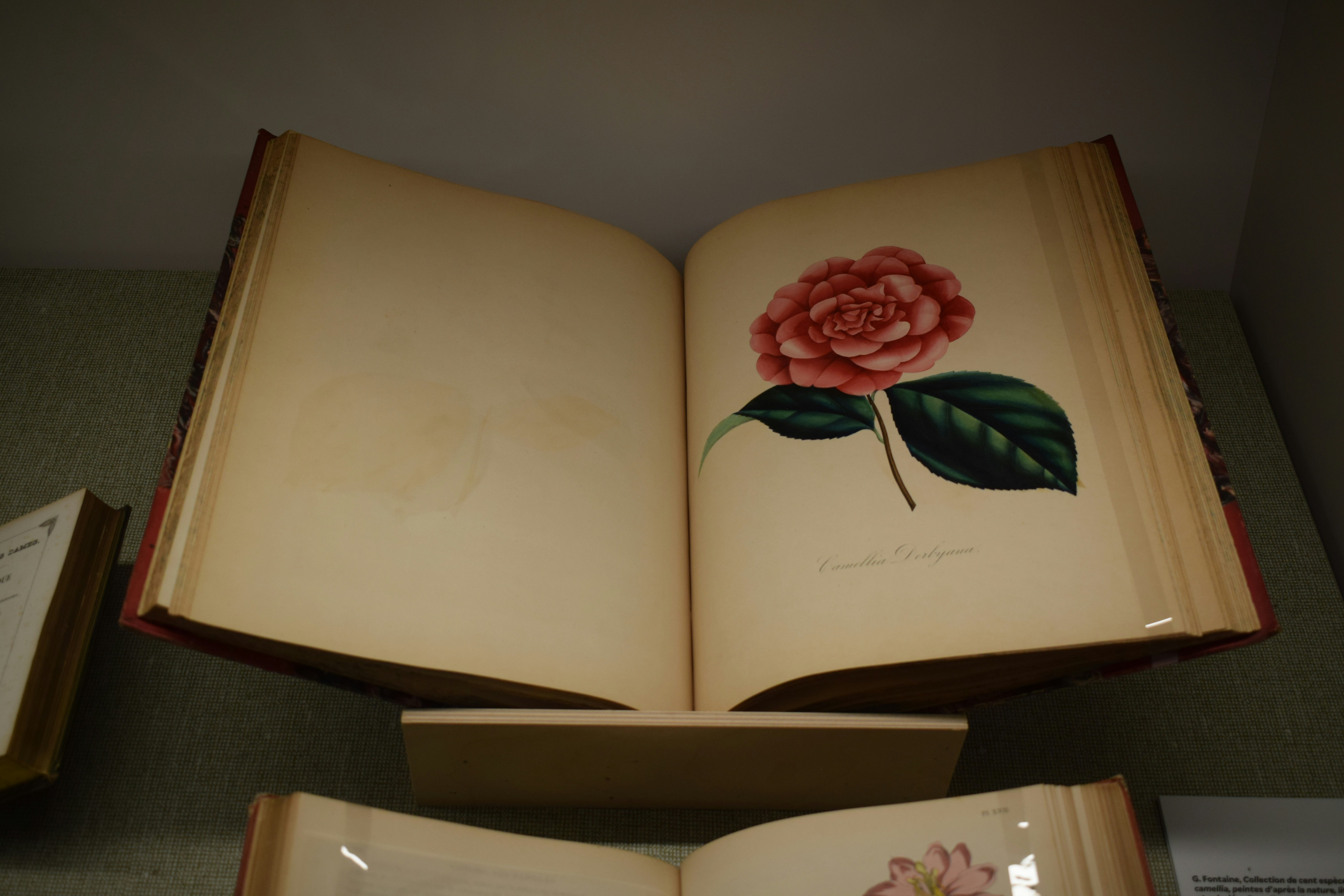 Open book with a pink rose illustration on page.