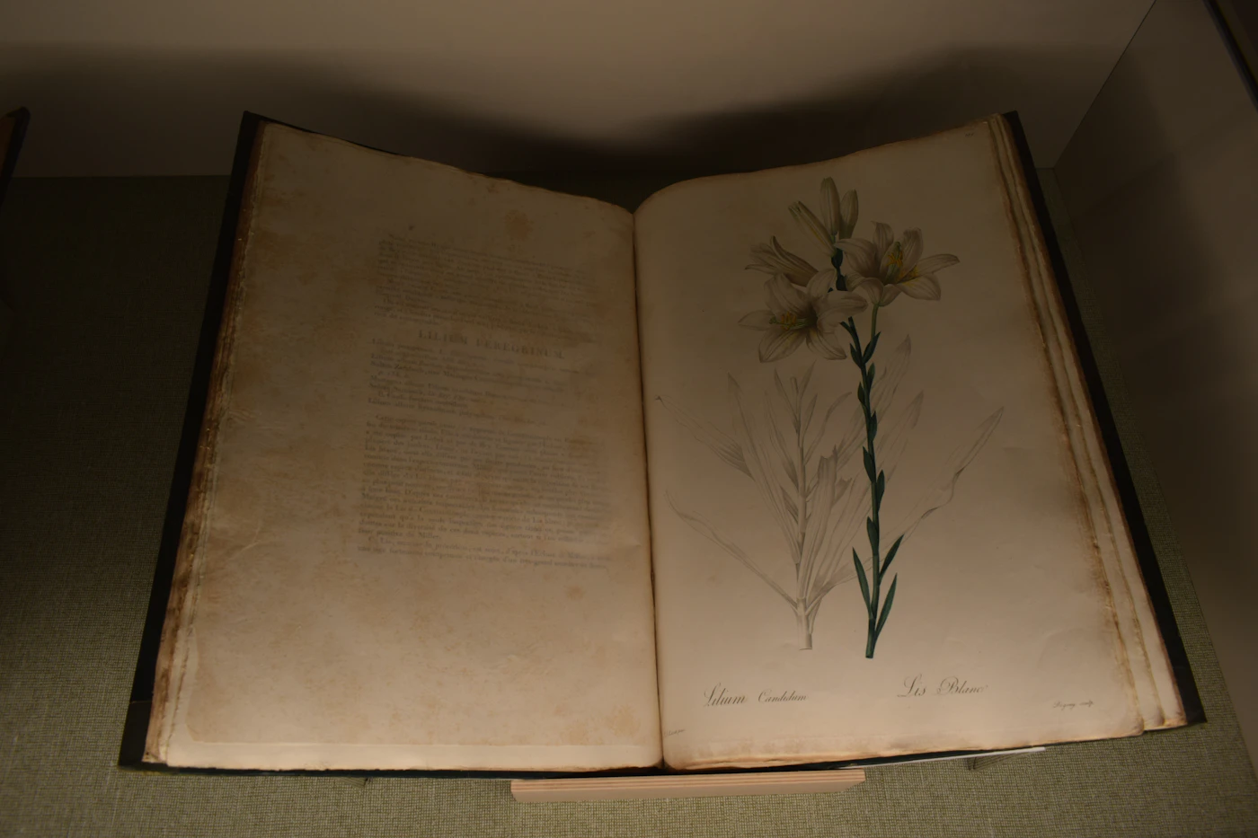 Un vieux livre ouvert, une fleur séchée entre les pages